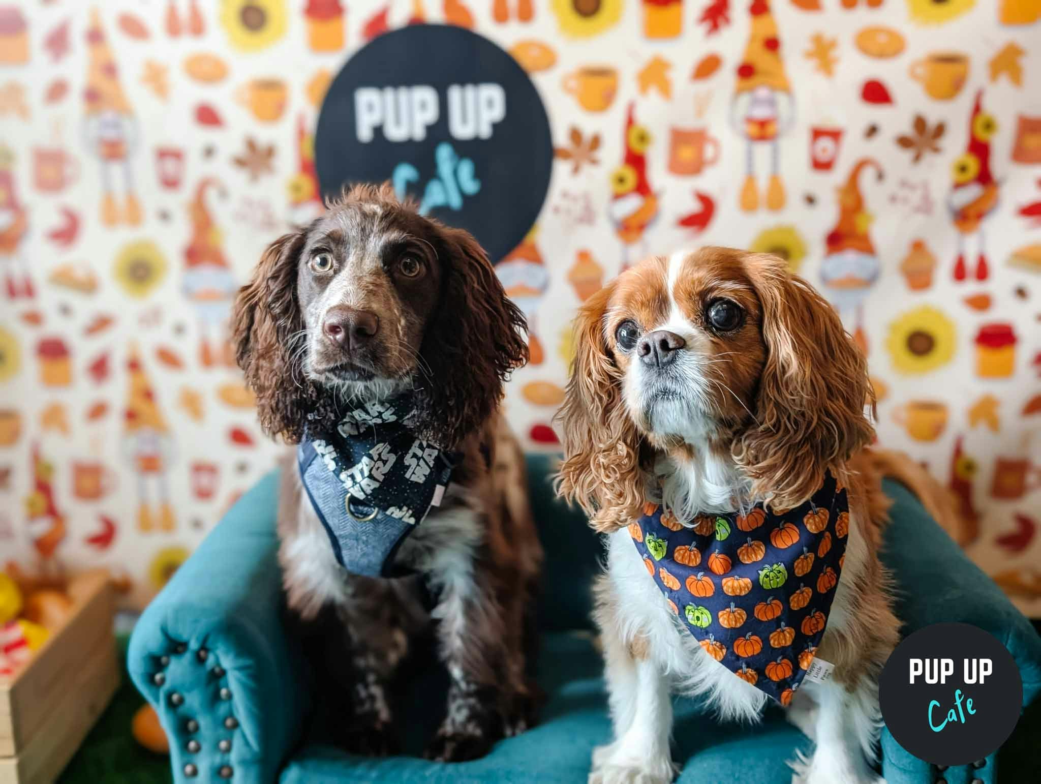 All Paws Welcome Pup Up Cafe – Southampton