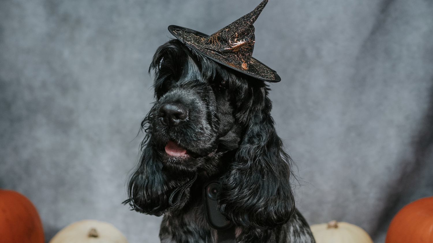 Pints & Pooches | Halloween Special