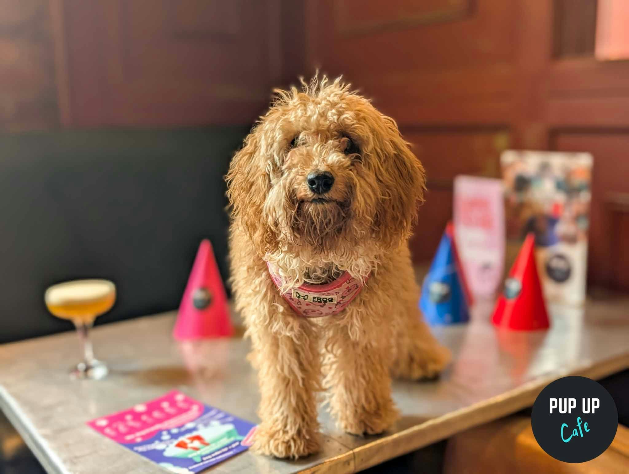 All Paws Welcome Pup Up Cafe – Leeds