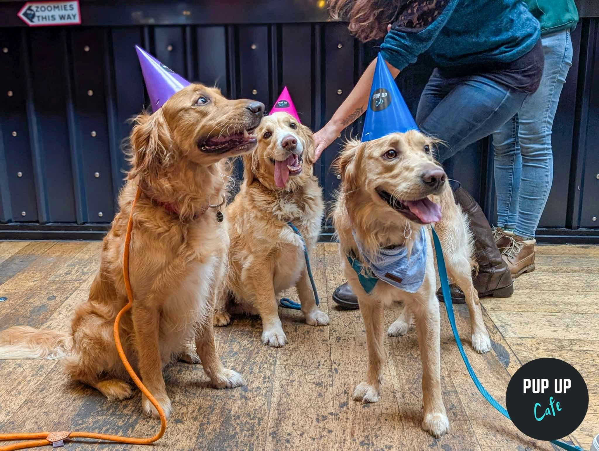 All Paws Welcome Pup Up Cafe – Lincoln