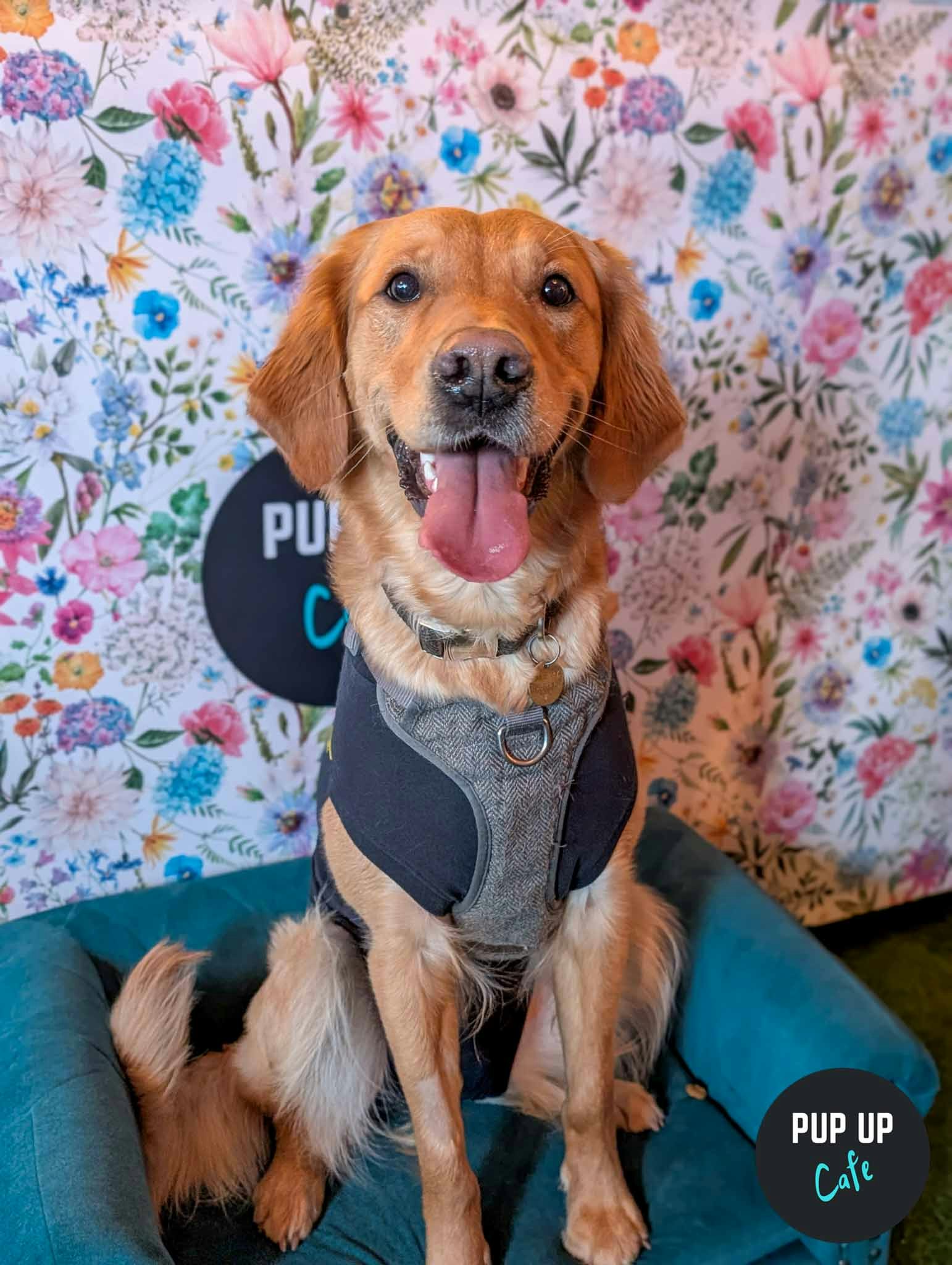 All Paws Welcome Pup Up Cafe – Chester