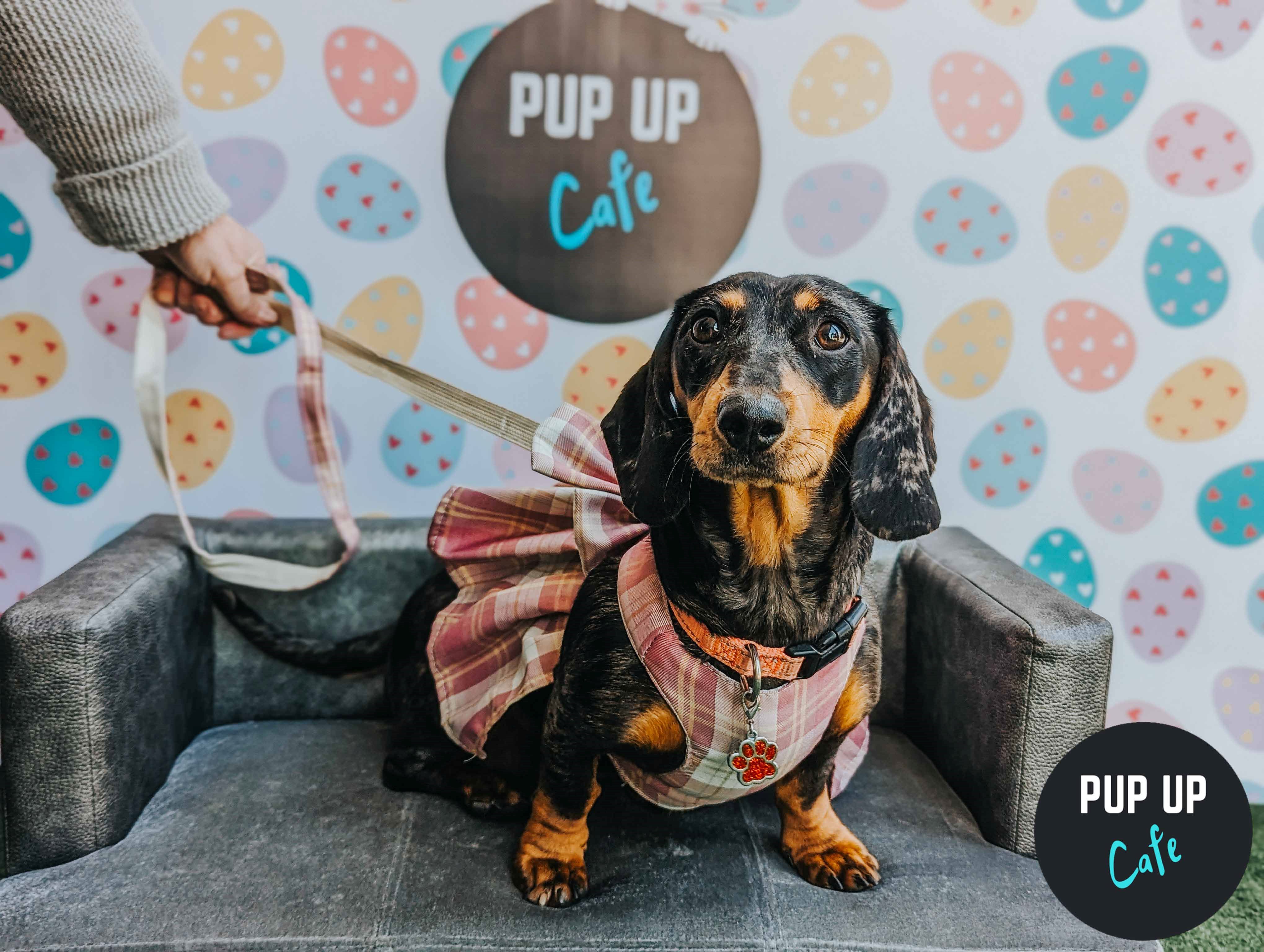 Dachshund Pup Up Cafe – Chester