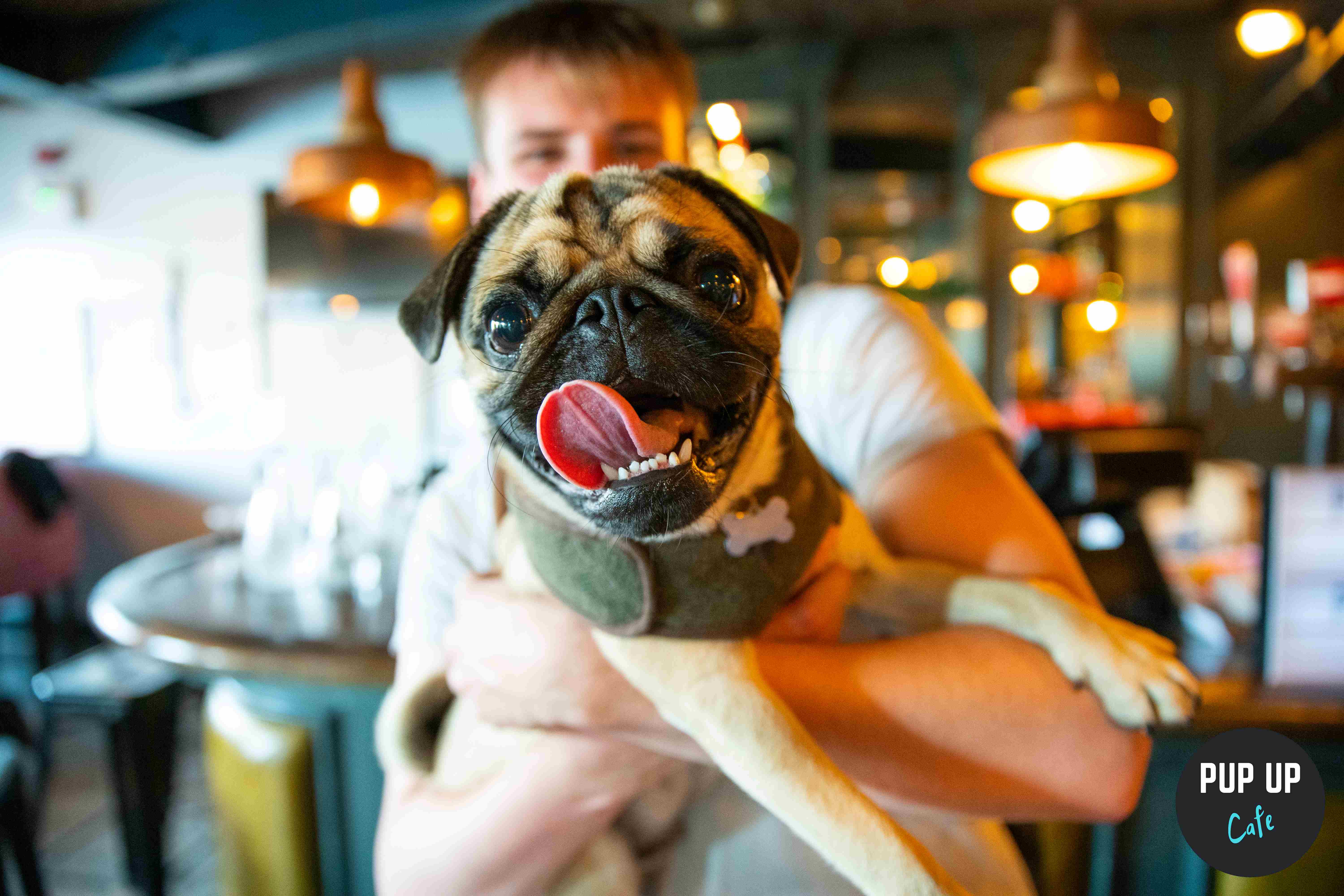 Sheffield – Pug Pup Up Cafe 💞