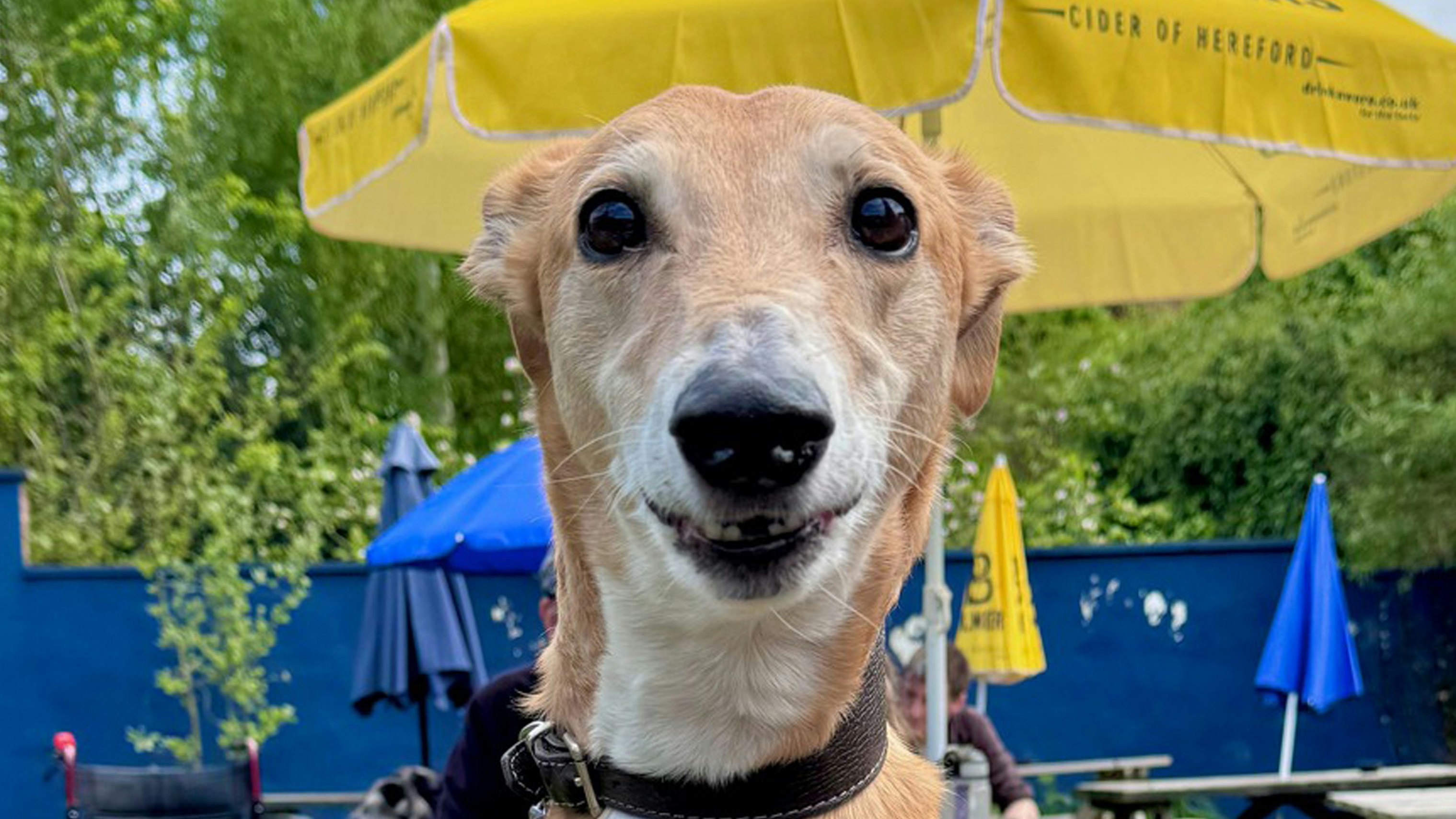York Greyhound and Lurcher Walk
