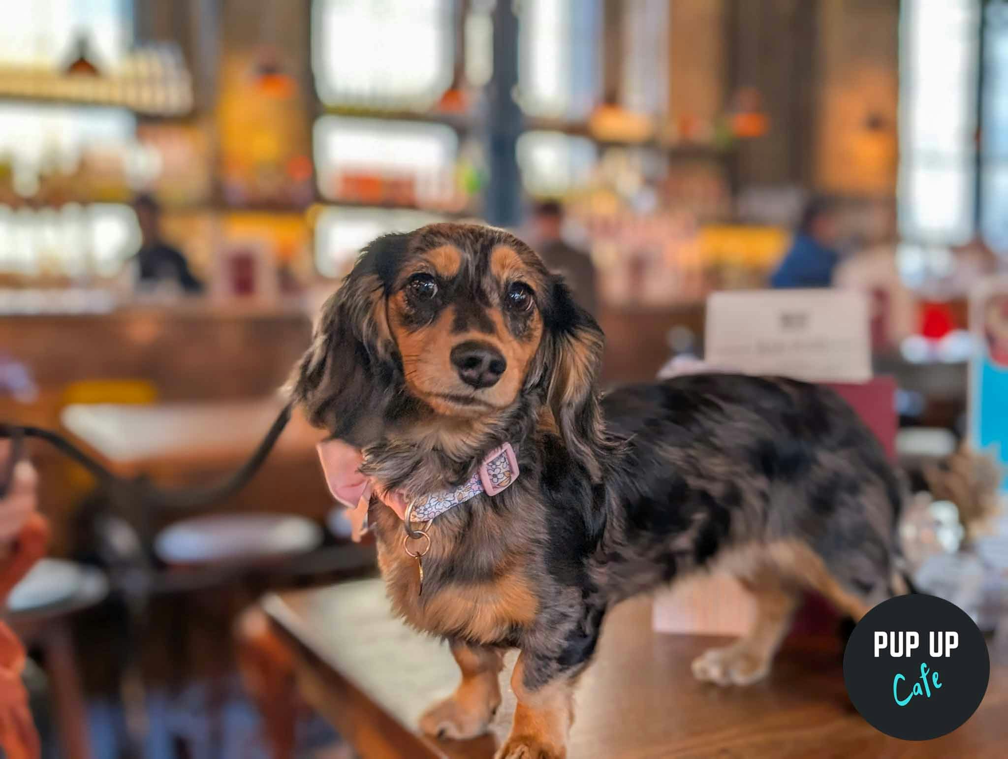 Glasgow – Dachshund Pup Up Cafe ☀️