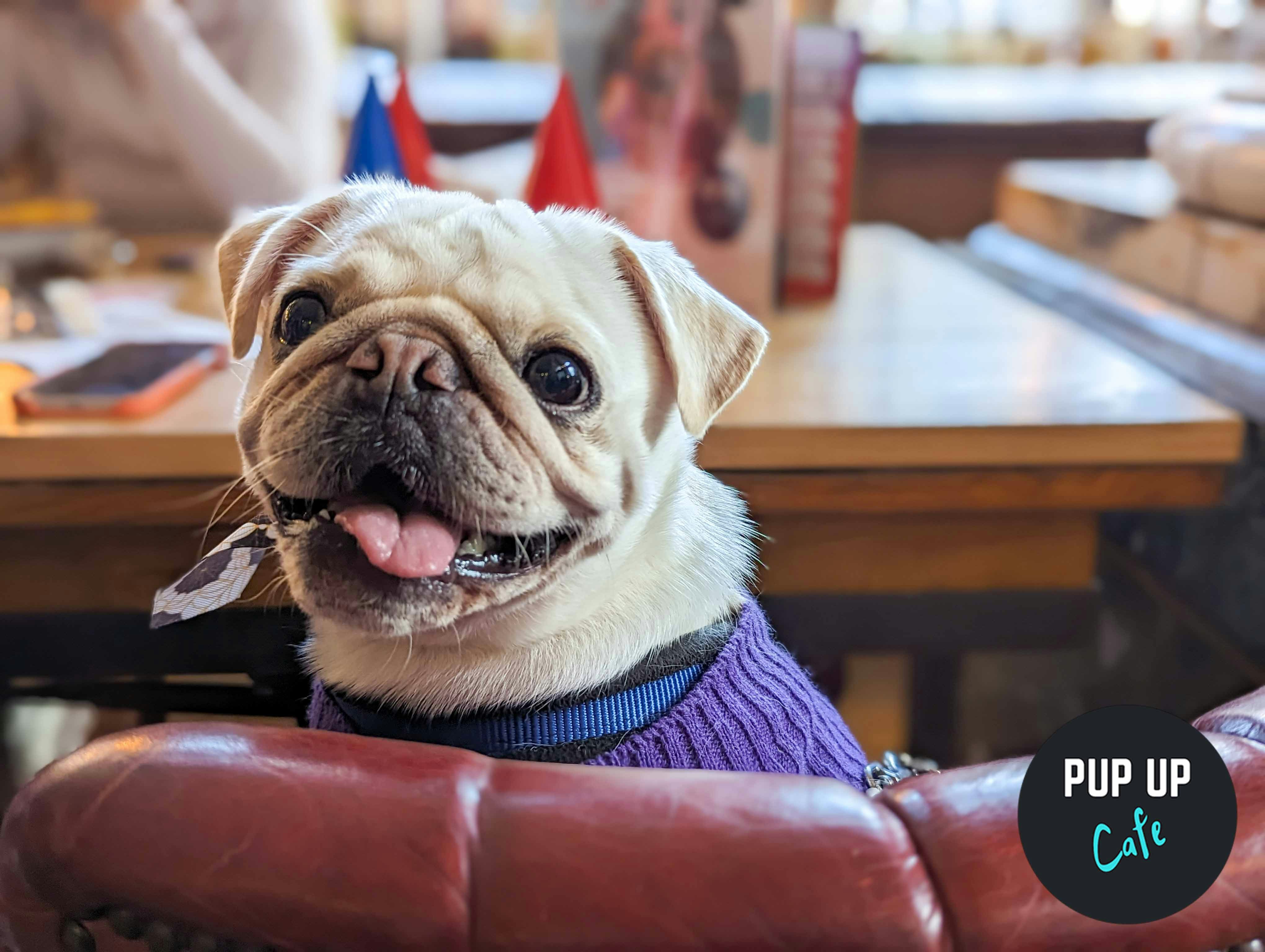 Glasgow – Pug Pup Up Cafe ☀️