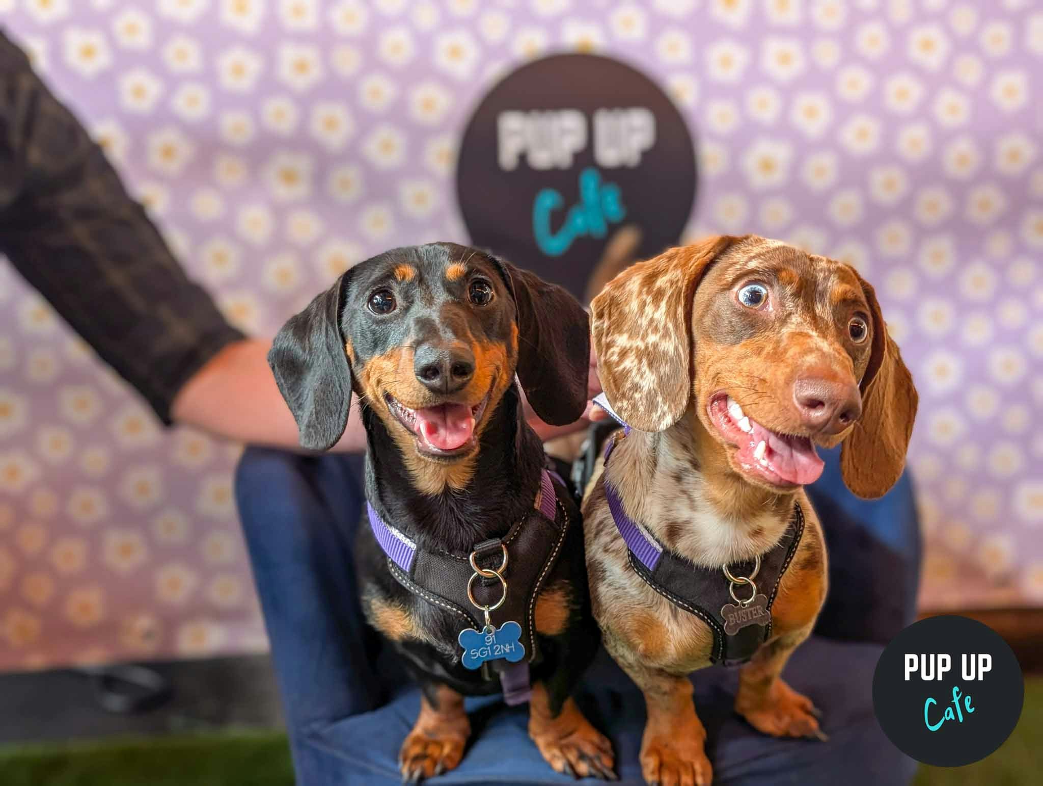 Leeds – Dachshund Pup Up Cafe ☀️