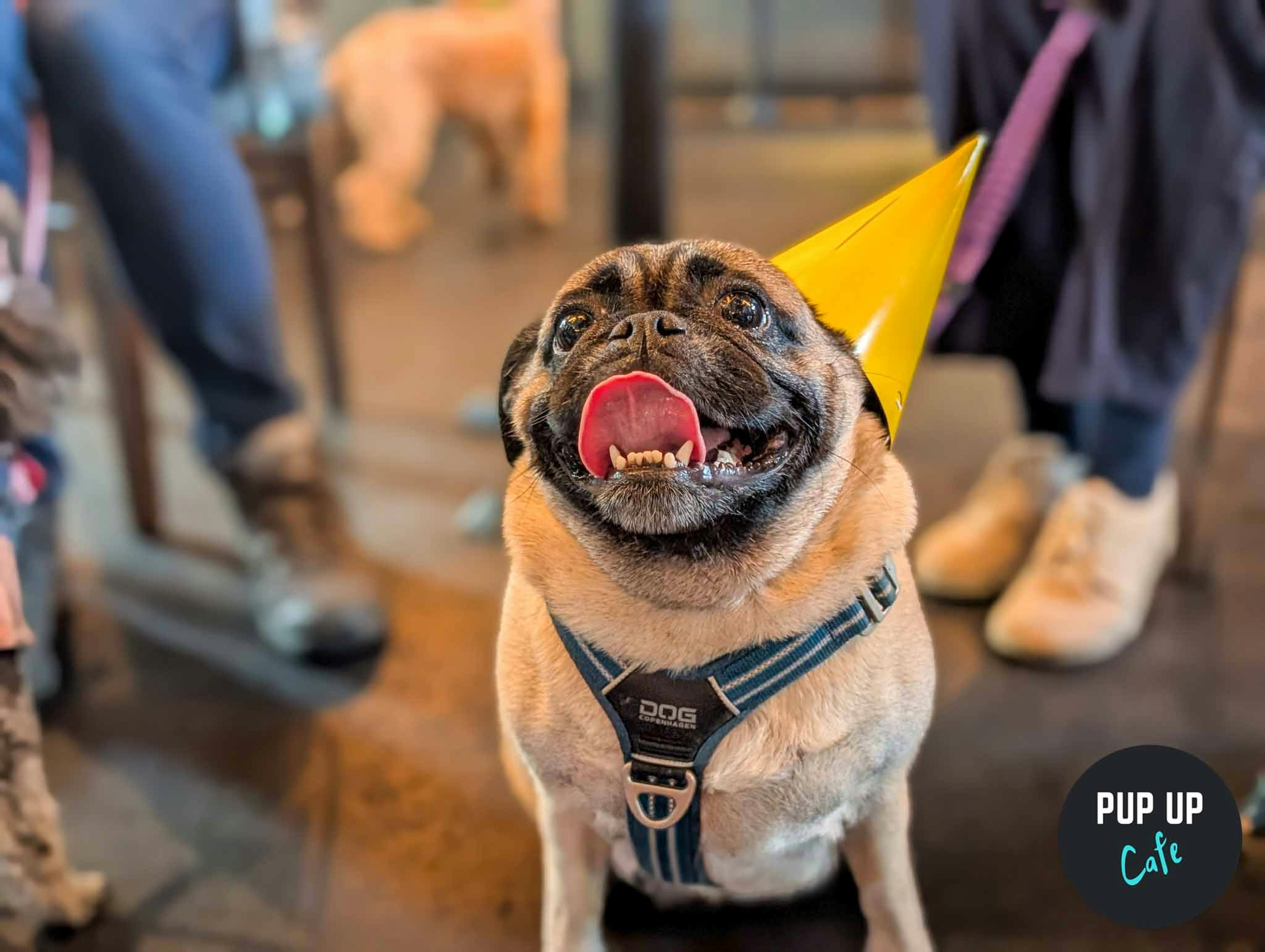 Leeds – Pug Pup Up Cafe ☀️