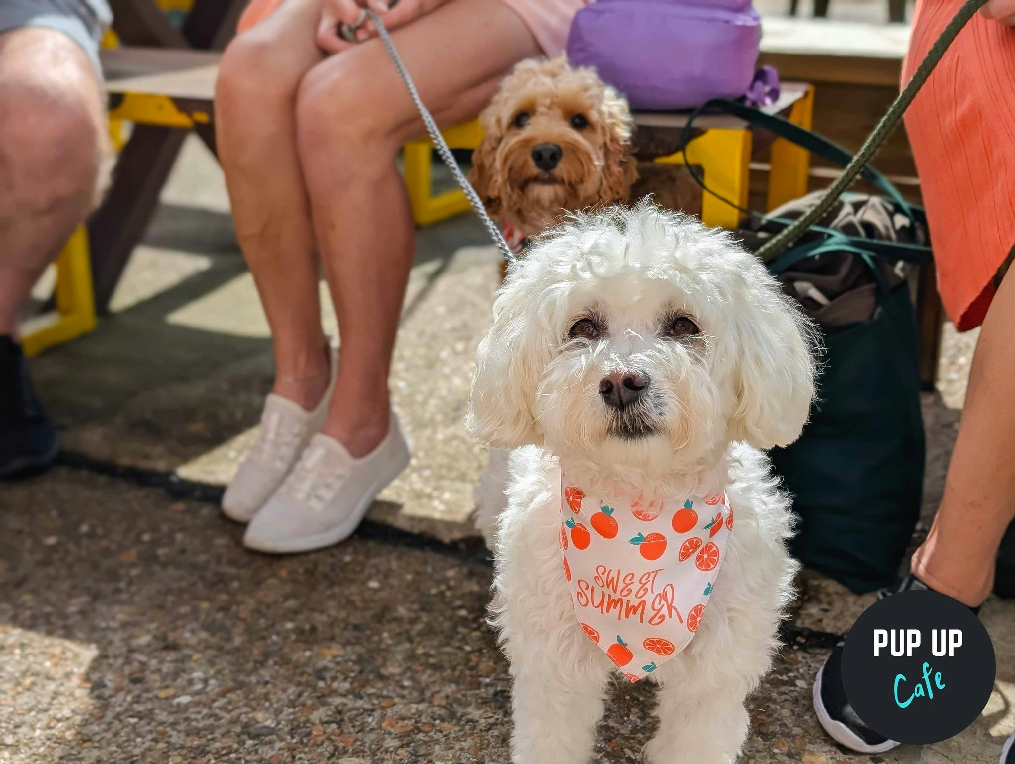 Leeds – All Paws Pup Up Cafe ☀️