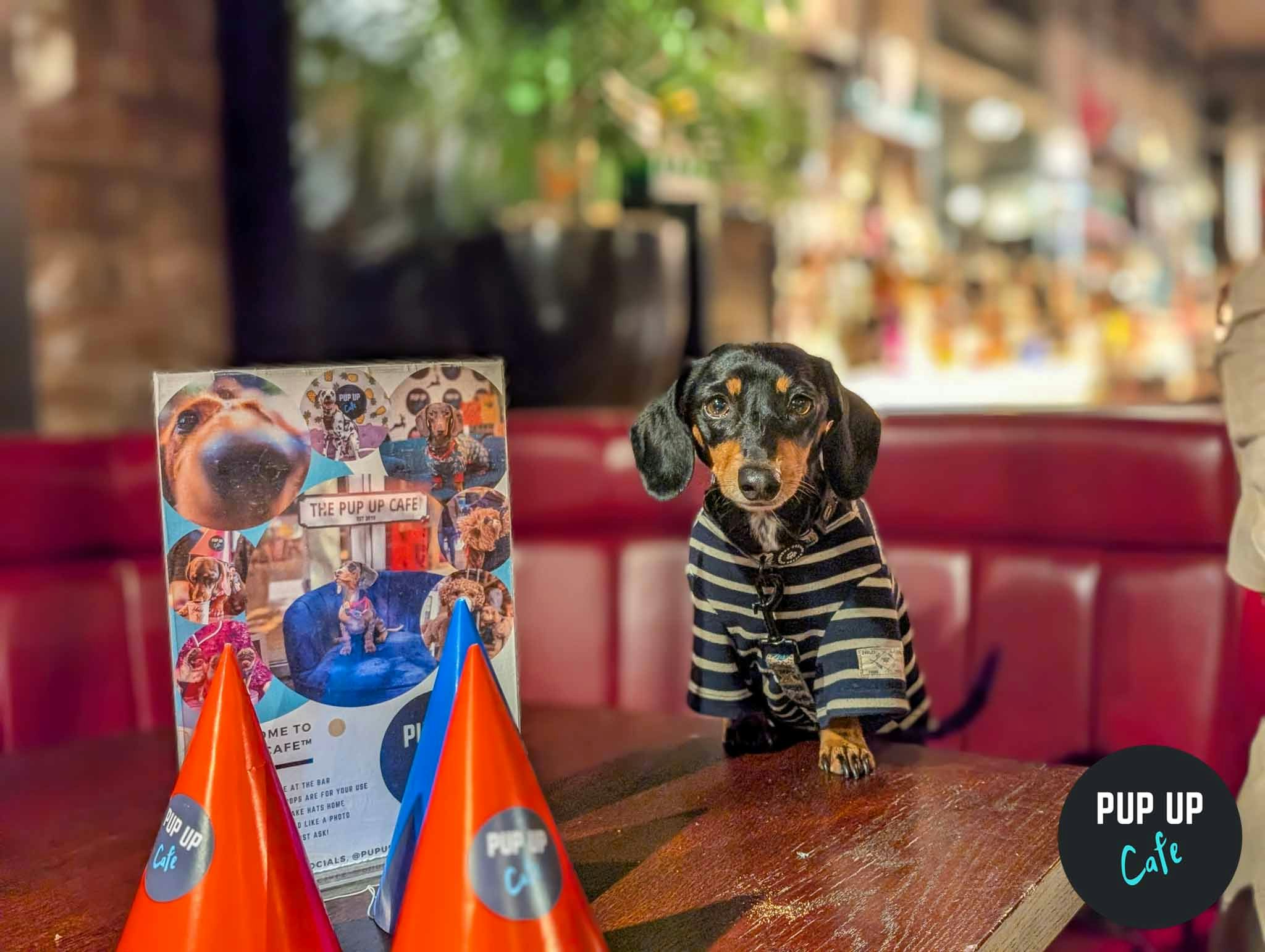 York – Dachshund Pup Up Cafe ☀️