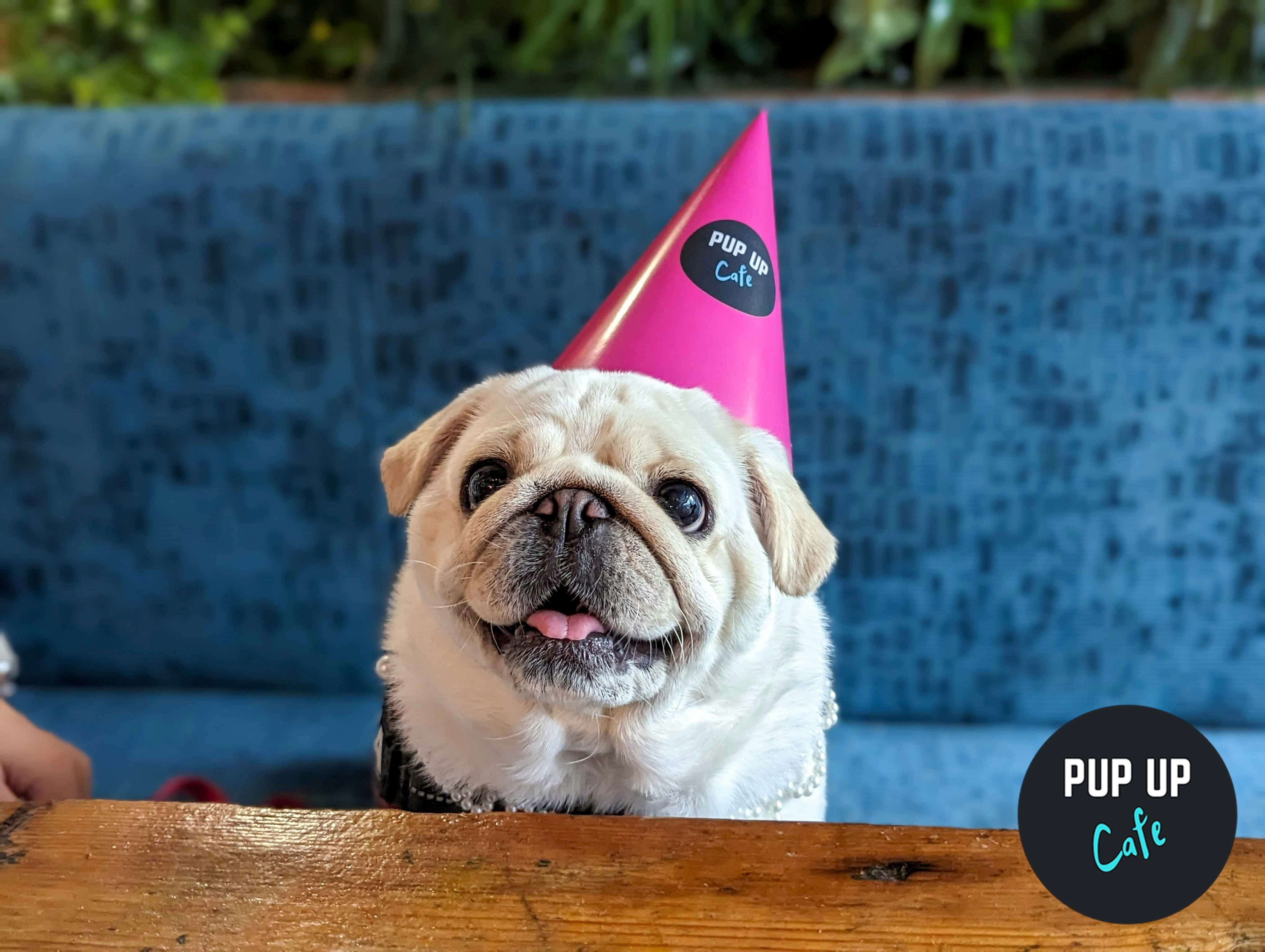 York – Pug Pup Up Cafe ☀️