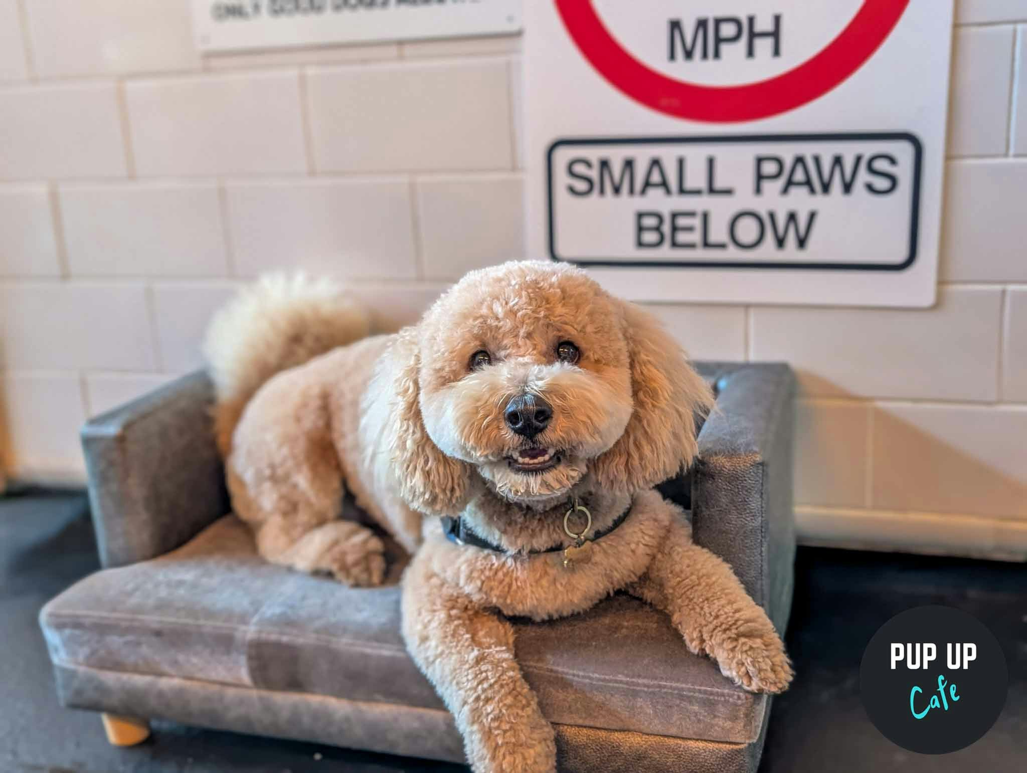 York – All Paws Pup Up Cafe ☀️