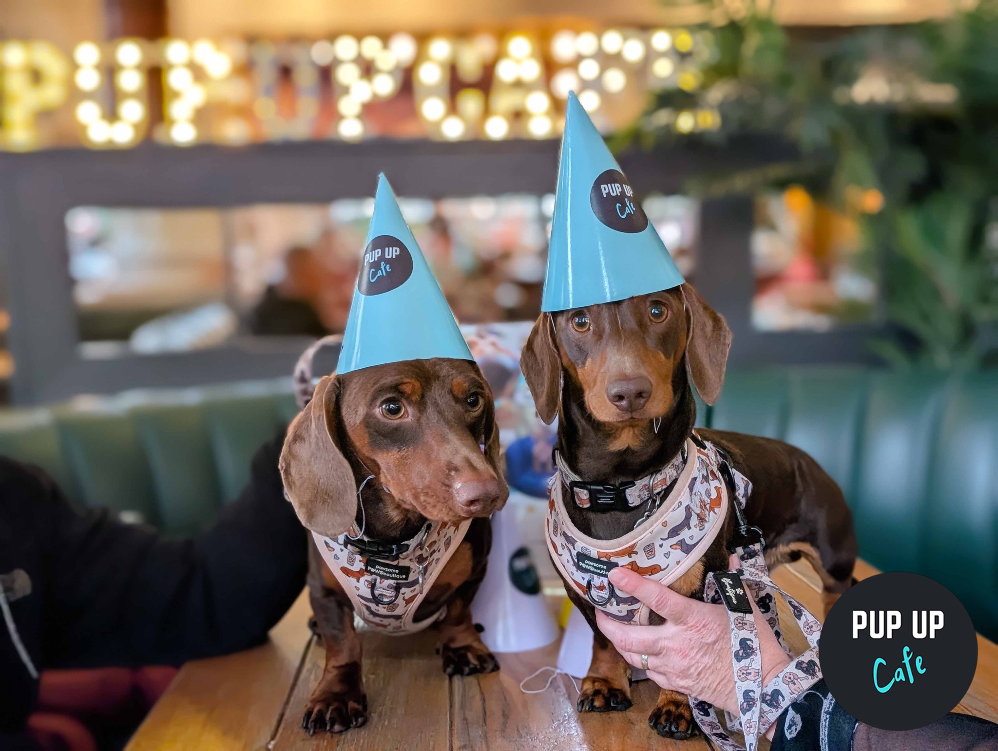 London – Dachshund Pup Up Cafe ☀️