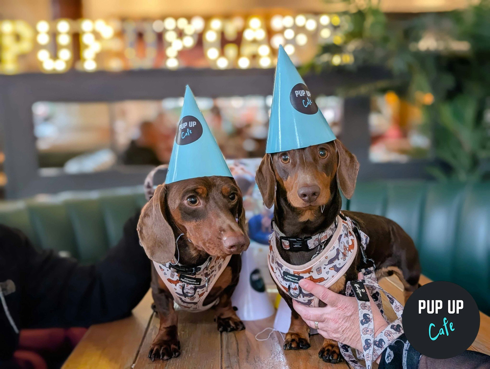London – Dachshund Pup Up Cafe ☀️