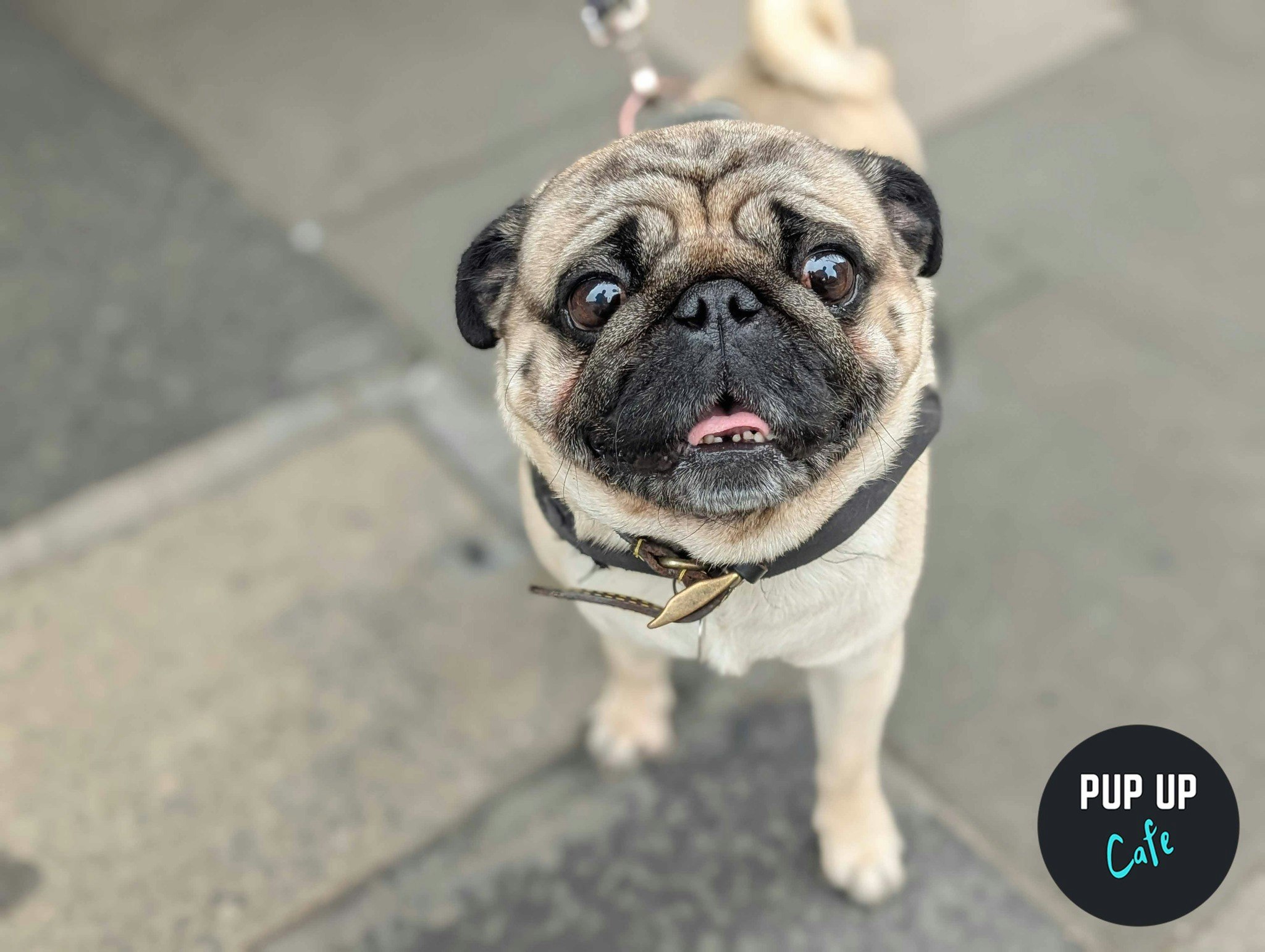 London – Pug Pup Up Cafe ☀️