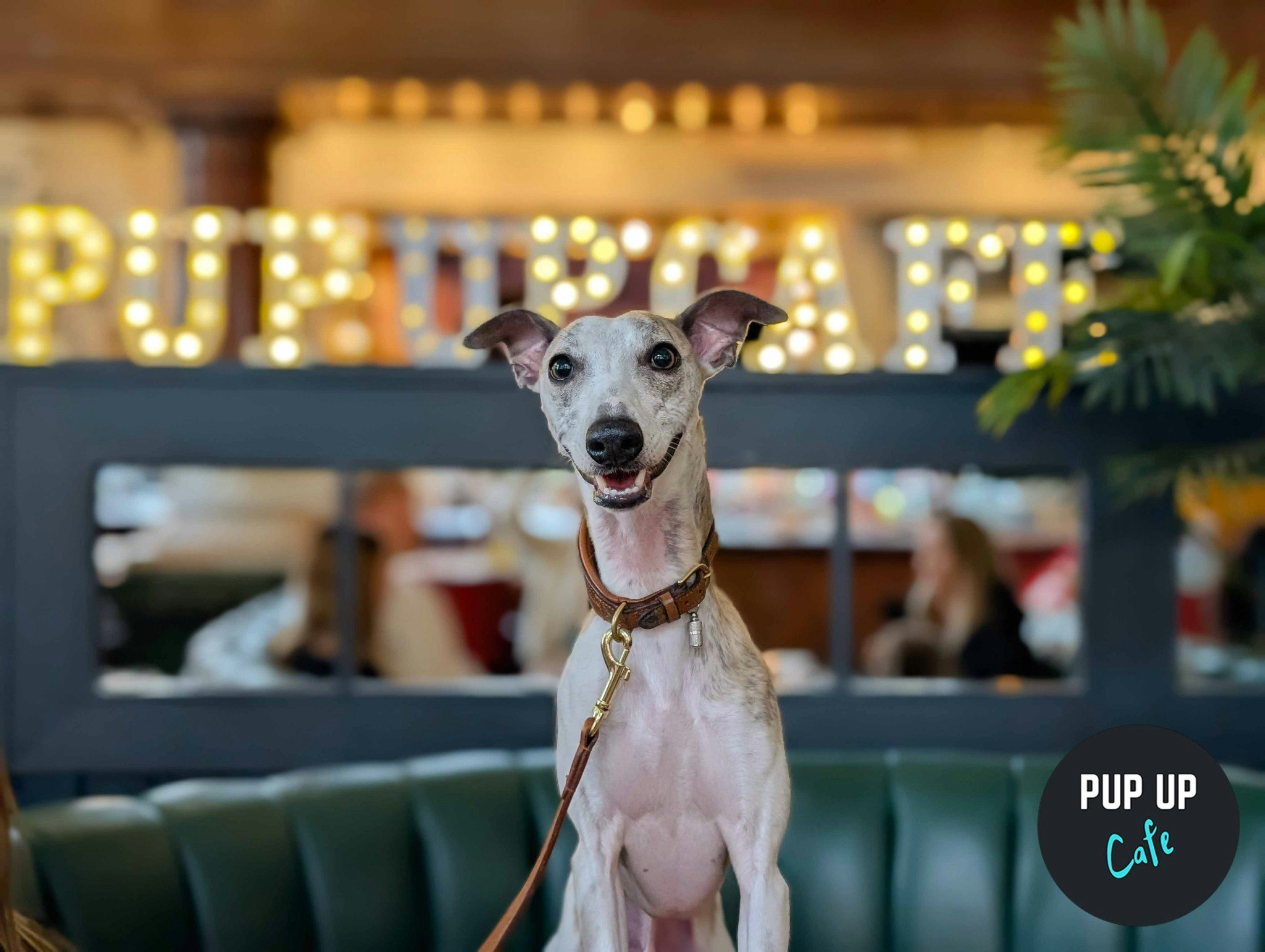 London – All Paws Pup Up Cafe ☀️