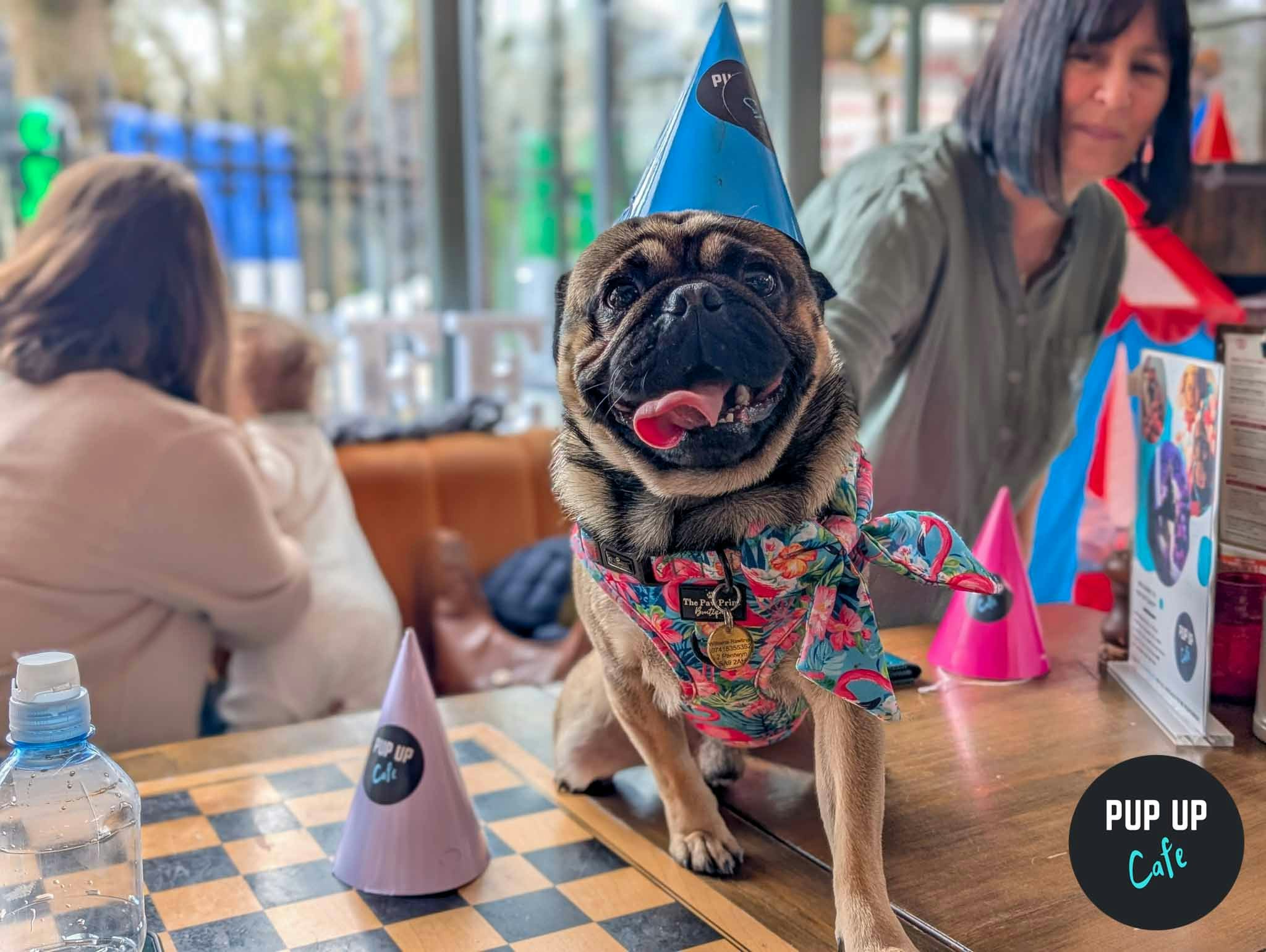 Newcastle – Pug Pup Up Cafe 💞