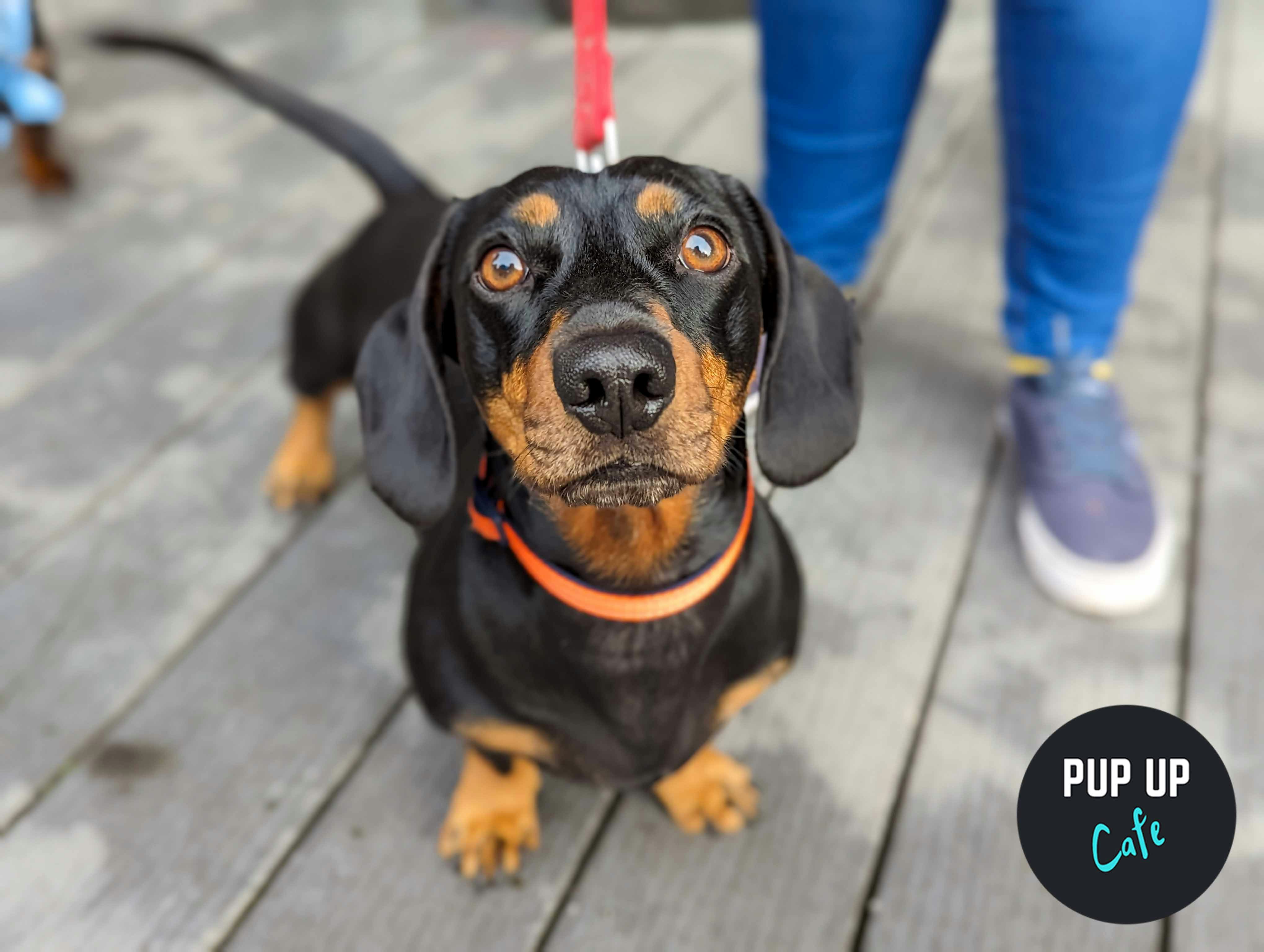 Newcastle – Dachshund Pup Up Cafe 💞
