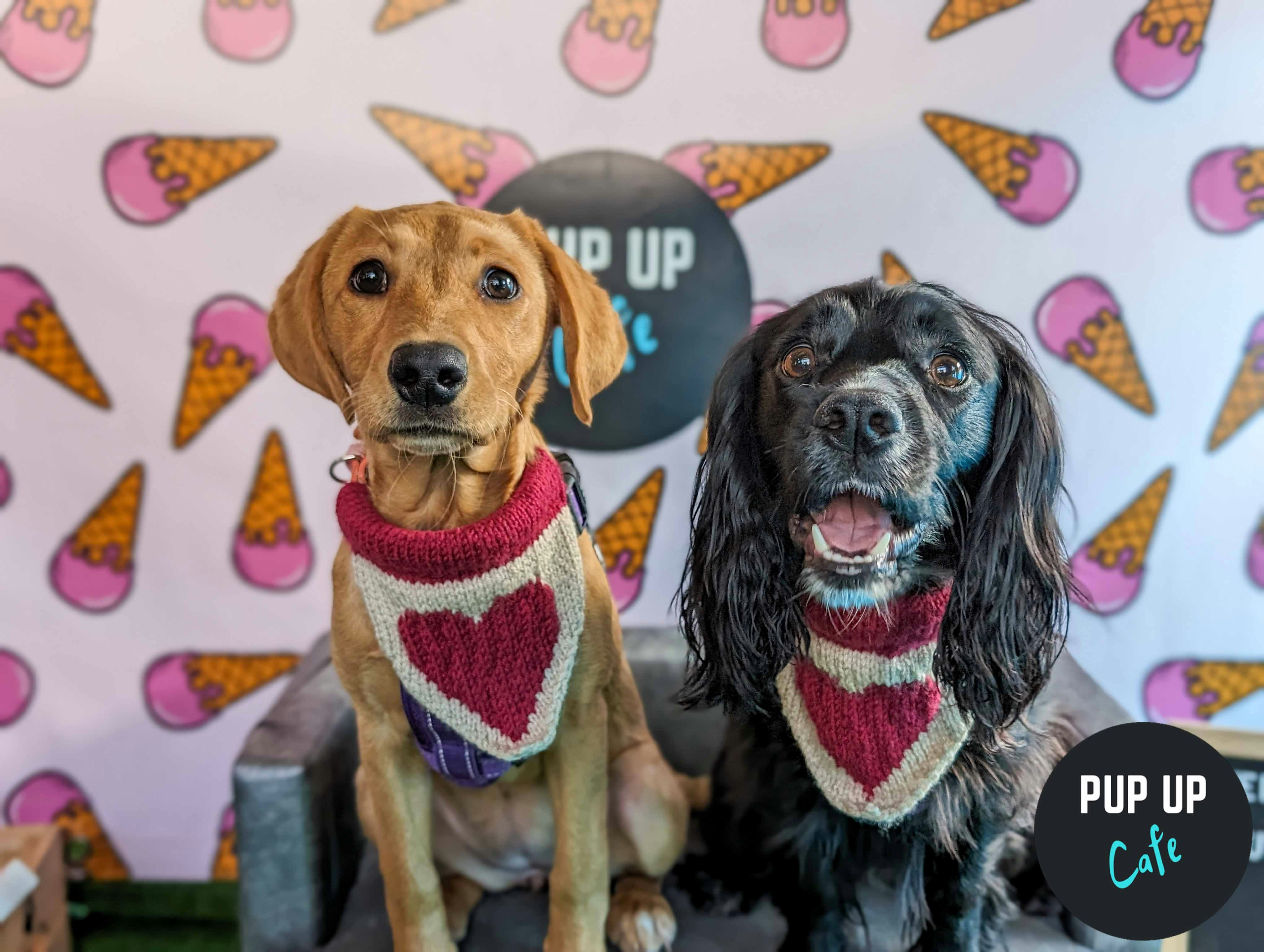 Newcastle – All Paws Pup Up Cafe 💞