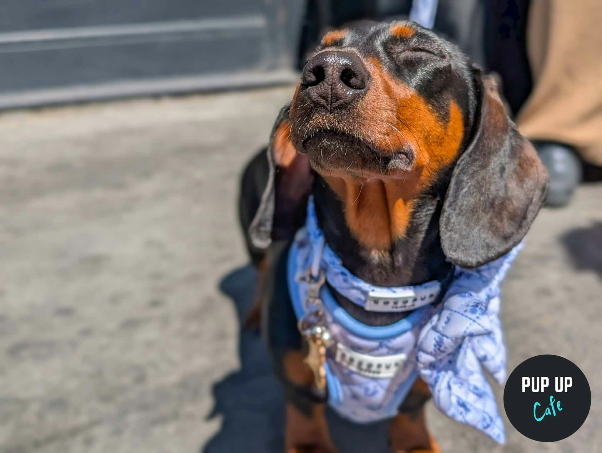 Bournemouth – Dachshund Pup Up Cafe ☀️