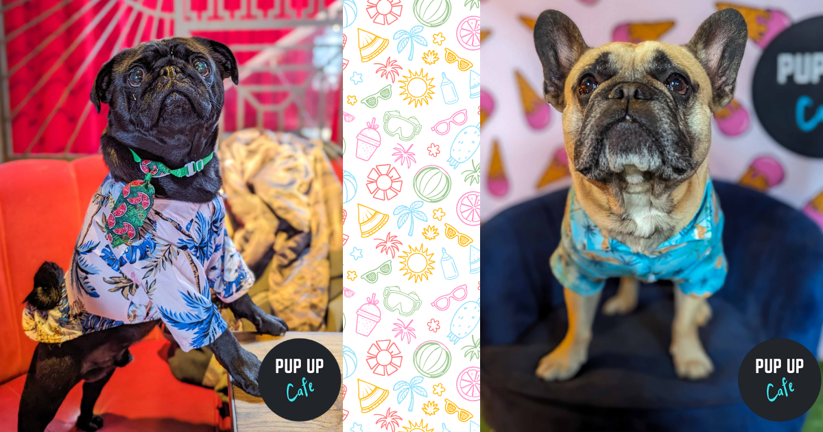 Bournemouth – Pug & Frenchie Pup Up Cafe ☀️