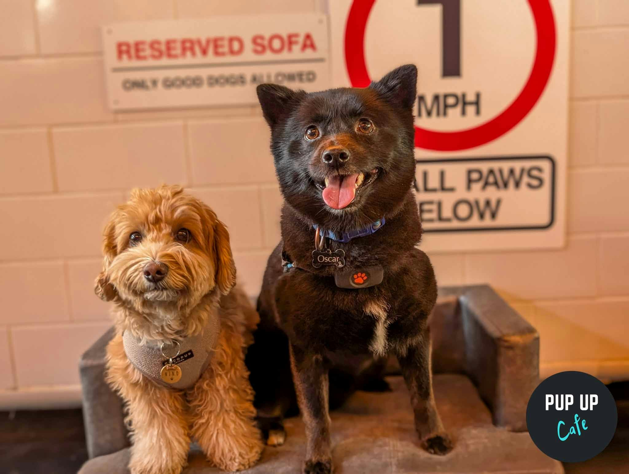Bournemouth – All Paws Pup Up Cafe ☀️