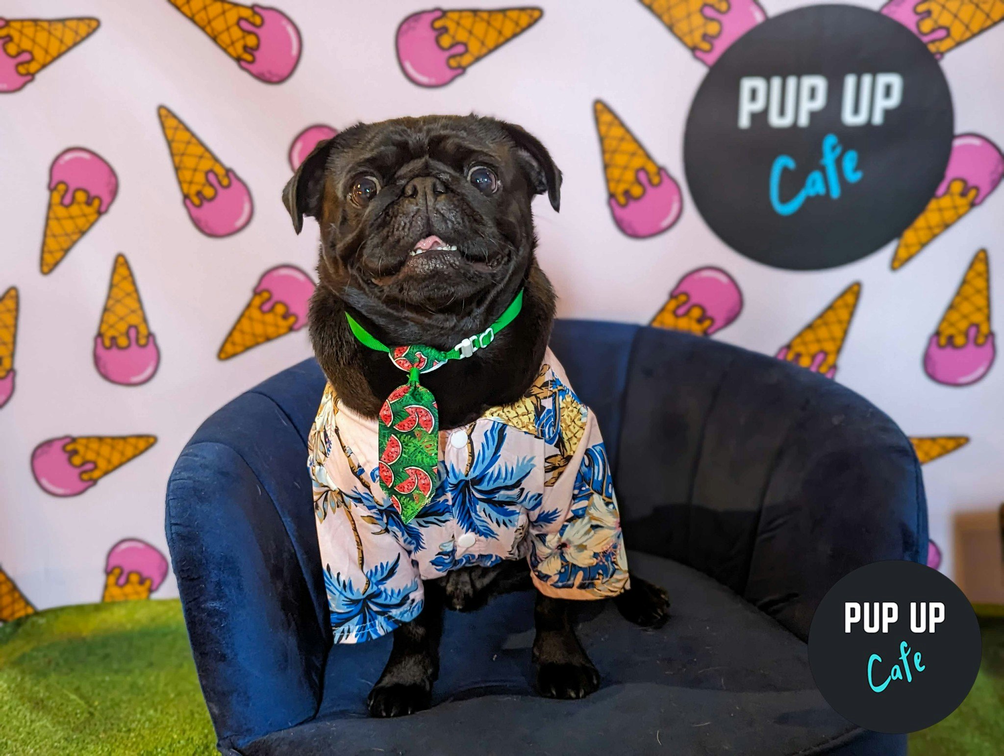 Liverpool – Pug Pup Up Cafe ☀️