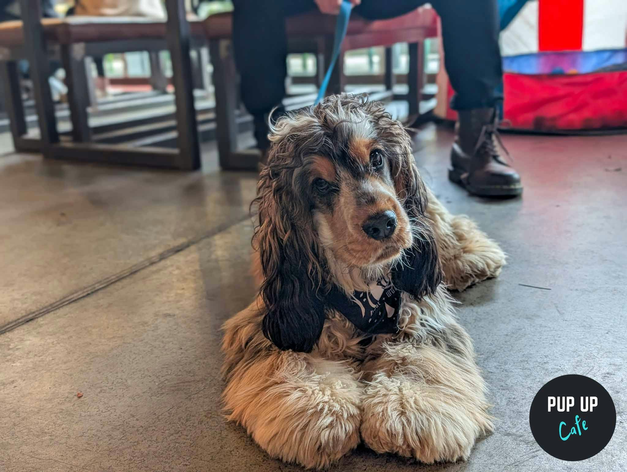Liverpool – All Paws Pup Up Cafe ☀️