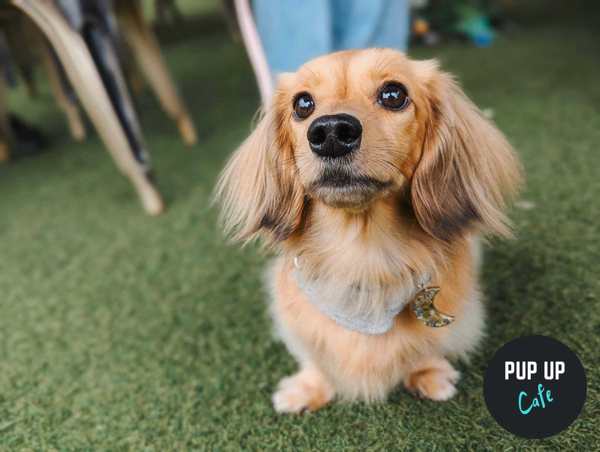 Liverpool – Dachshund Pup Up Cafe ☀️