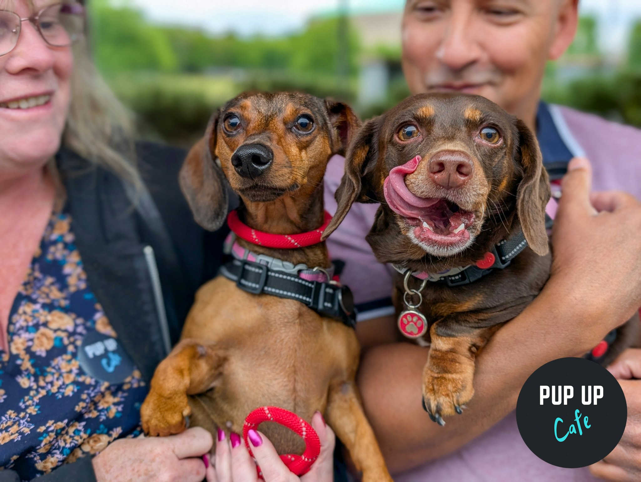 Birmingham – Dachshund Pup Up Cafe ☀️
