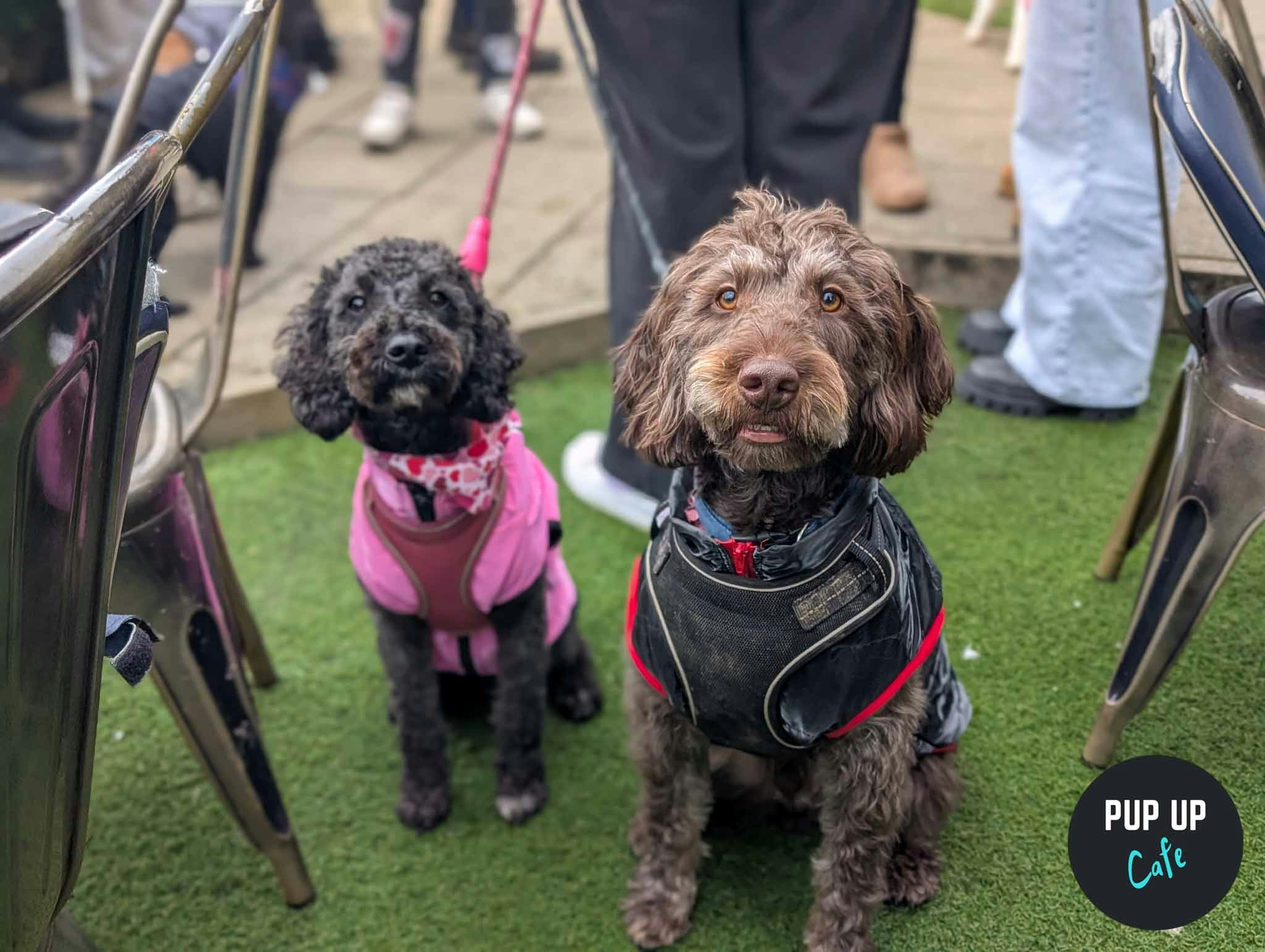 Bristol – Doodle/Poodle Pup Up Cafe ☀️