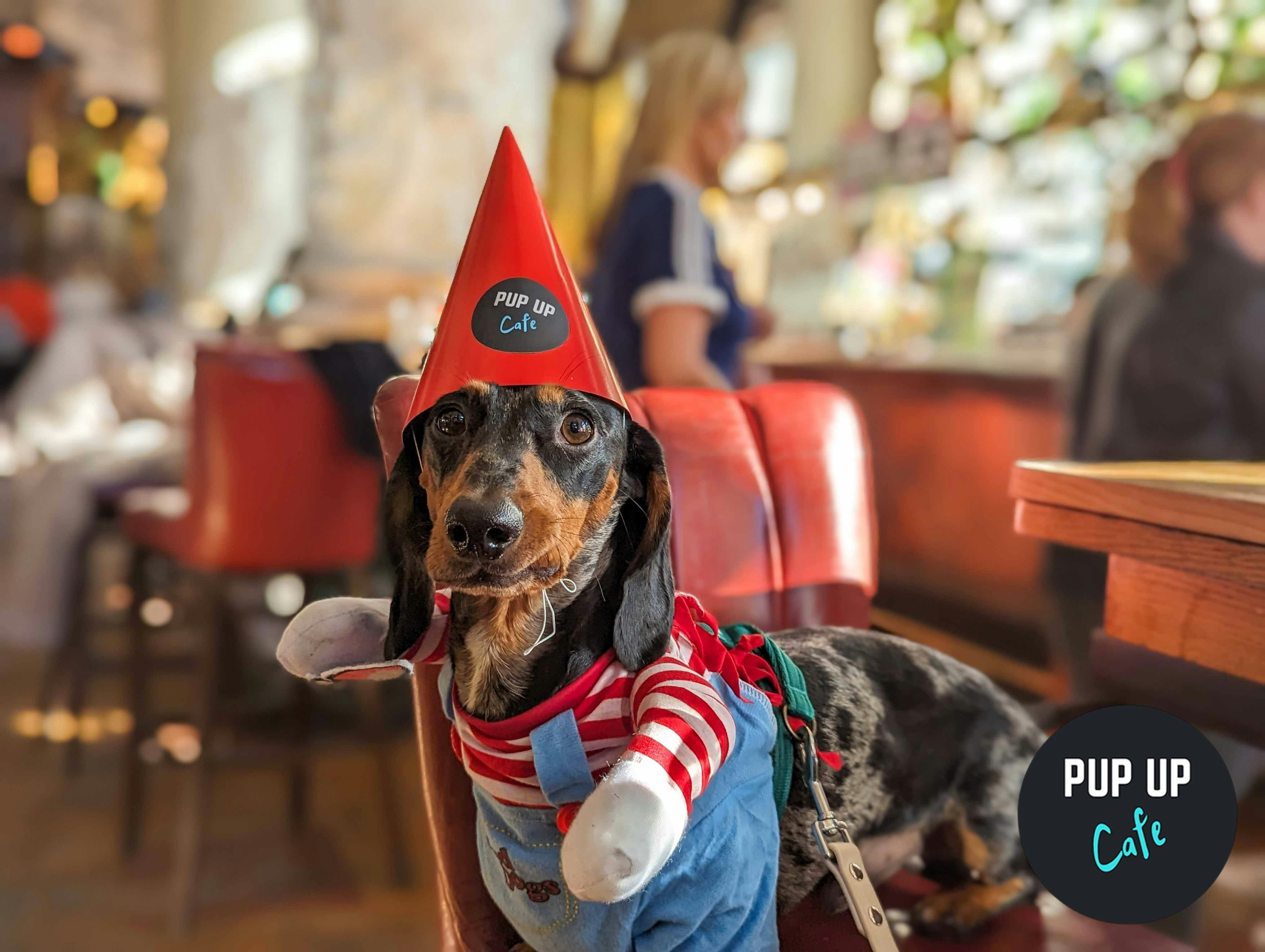 Hallo-ween Dachshund Pup Up Cafe – Northampton 🎃