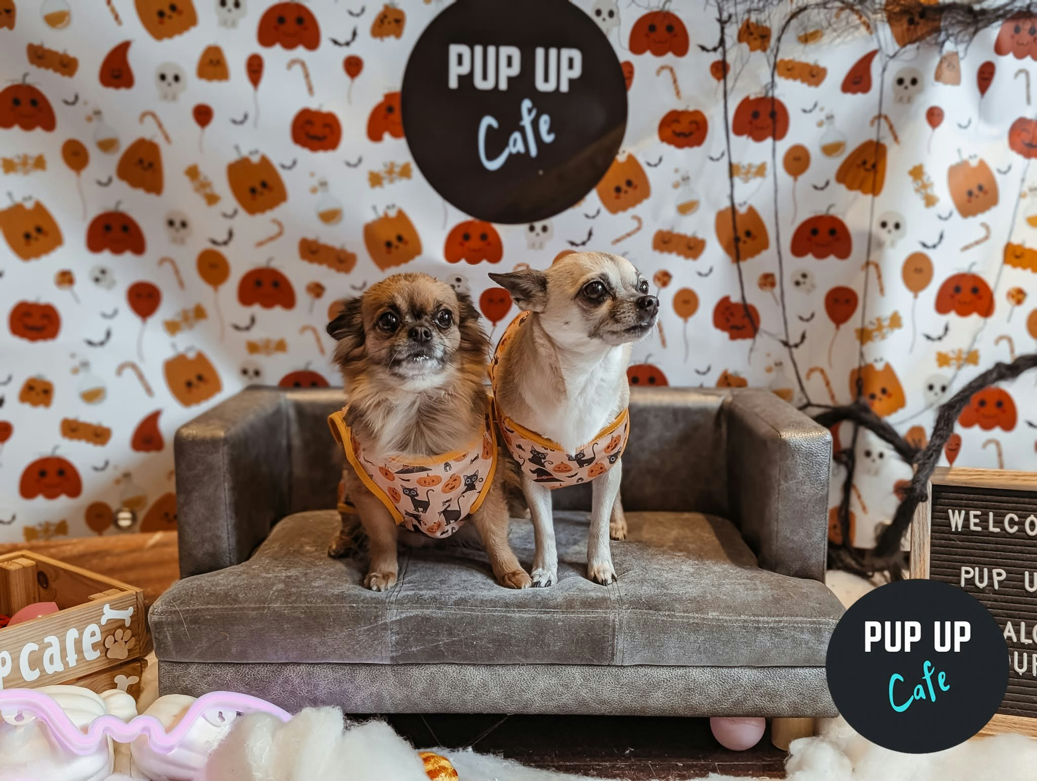 Halloween Small Dog Social – Pup Up Cafe – Northampton 🎃