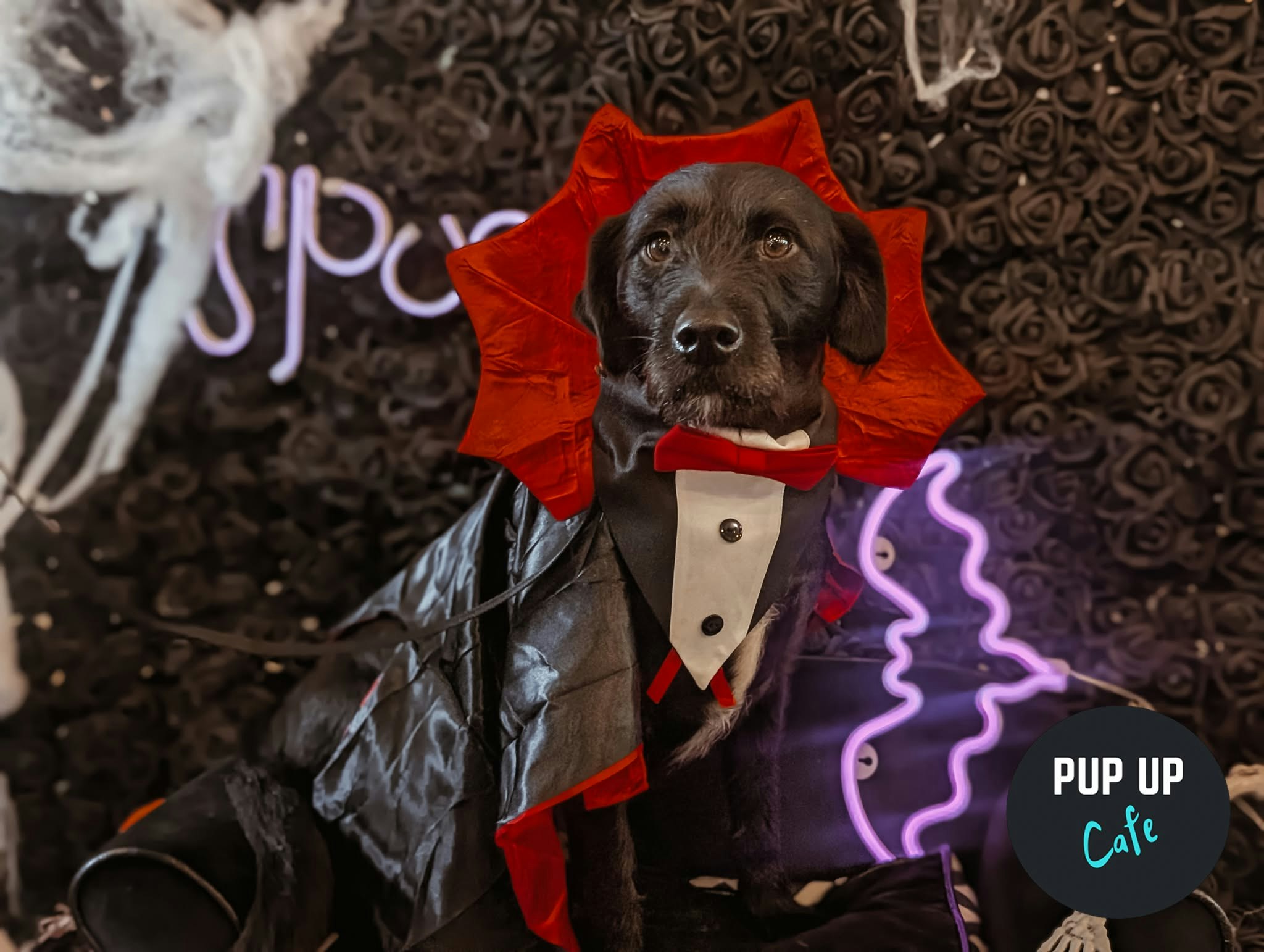 Halloween Big Dog Social – Pup Up Cafe – Northampton 🎃