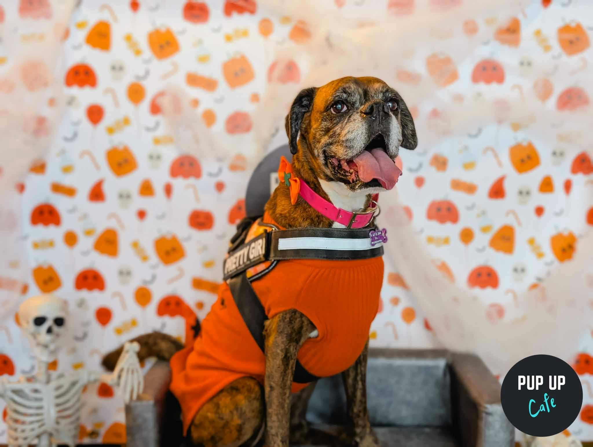 Halloween King Sized Canines Pup Up Cafe – Birmingham 🎃