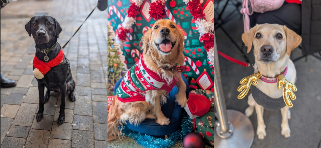 Glasgow – Retrievers & Labs Christmas Tour 🎄