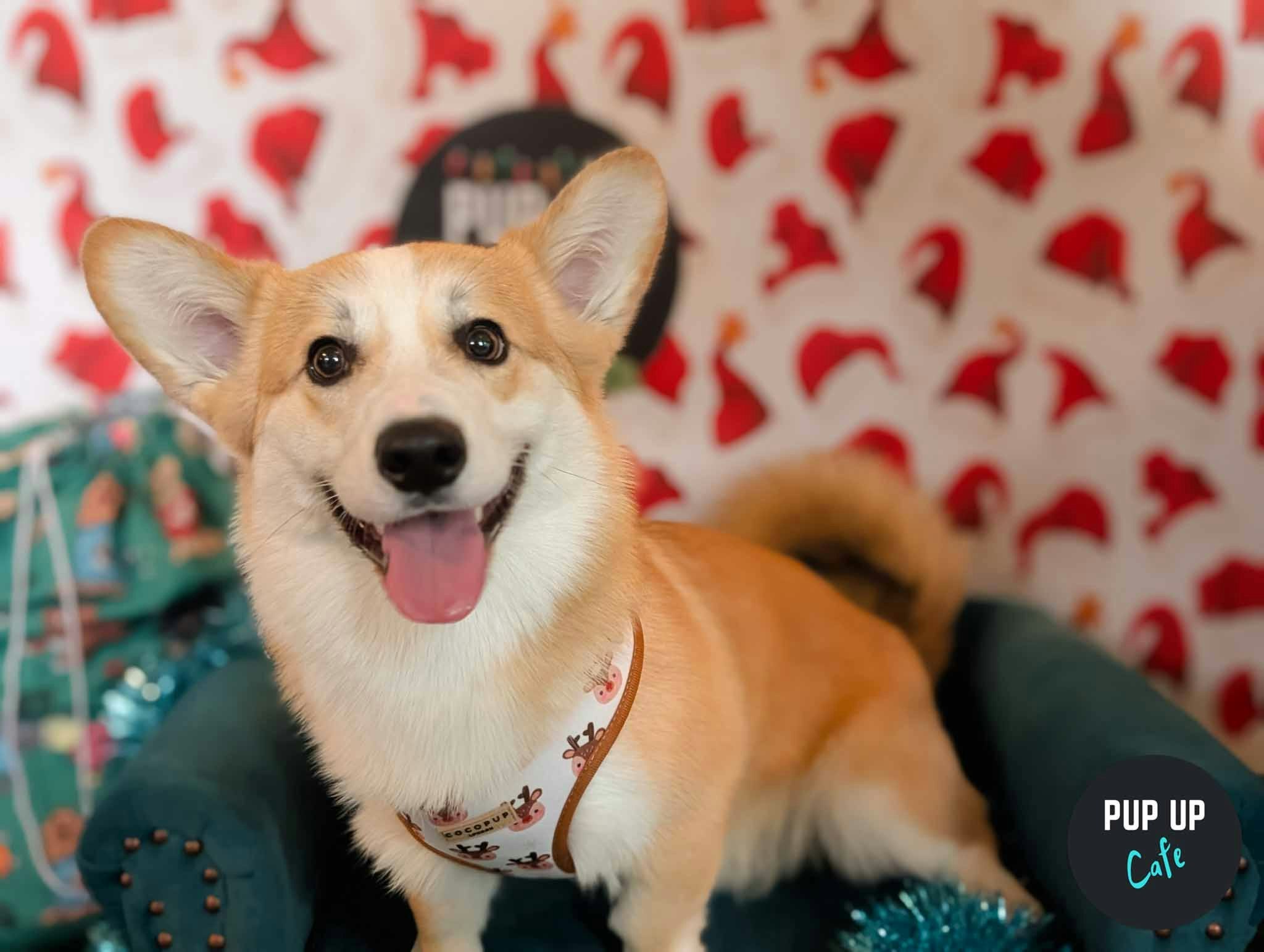 Glasgow – Corgi Christmas Tour 🎄
