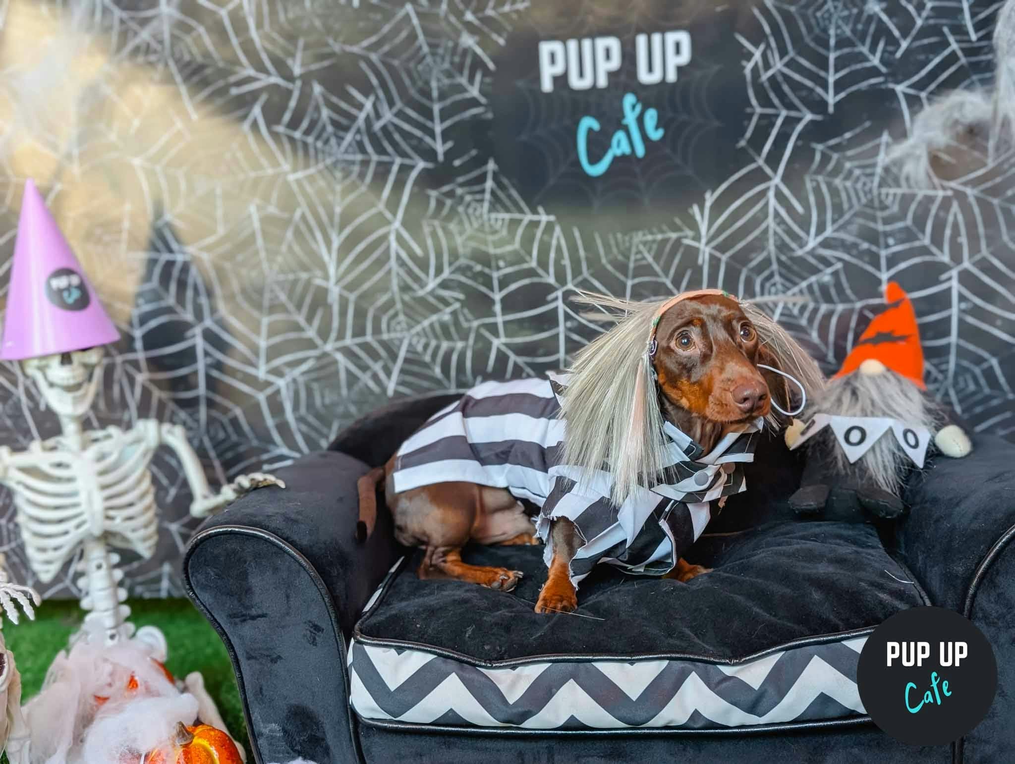 Hallo-ween Dachshund Pup Up Cafe – Bournemouth🎃