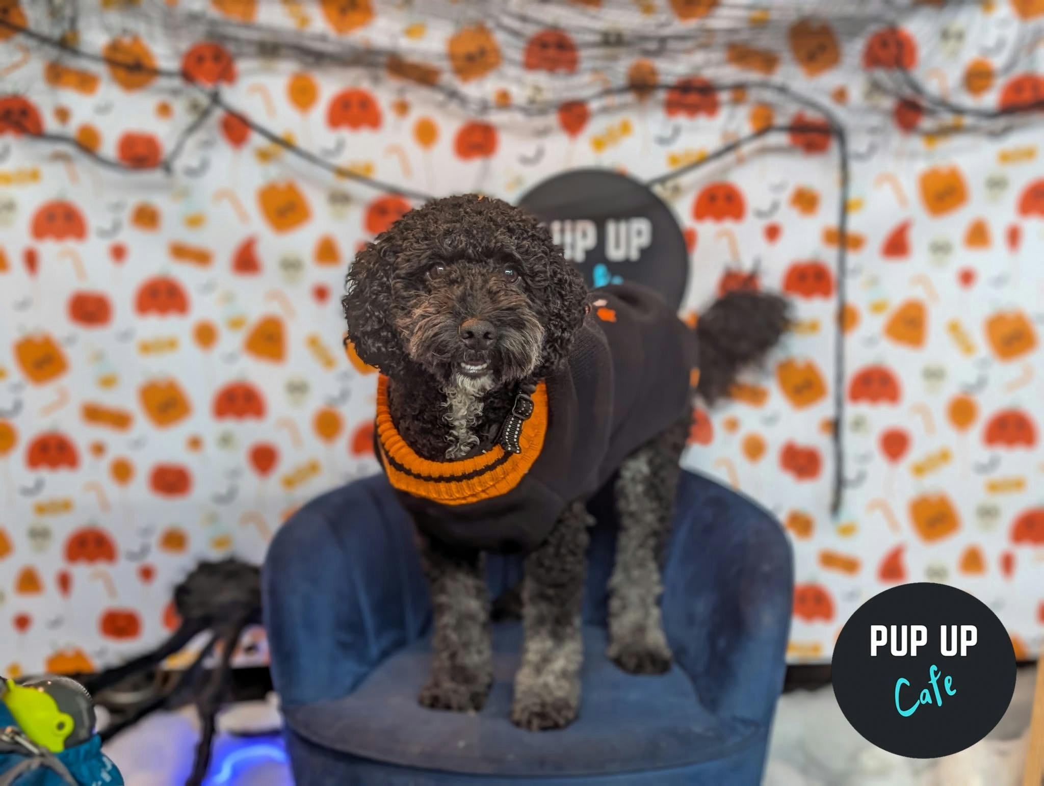 Halloween Doodle/Poodle Pup Up Cafe – Bournemouth🎃