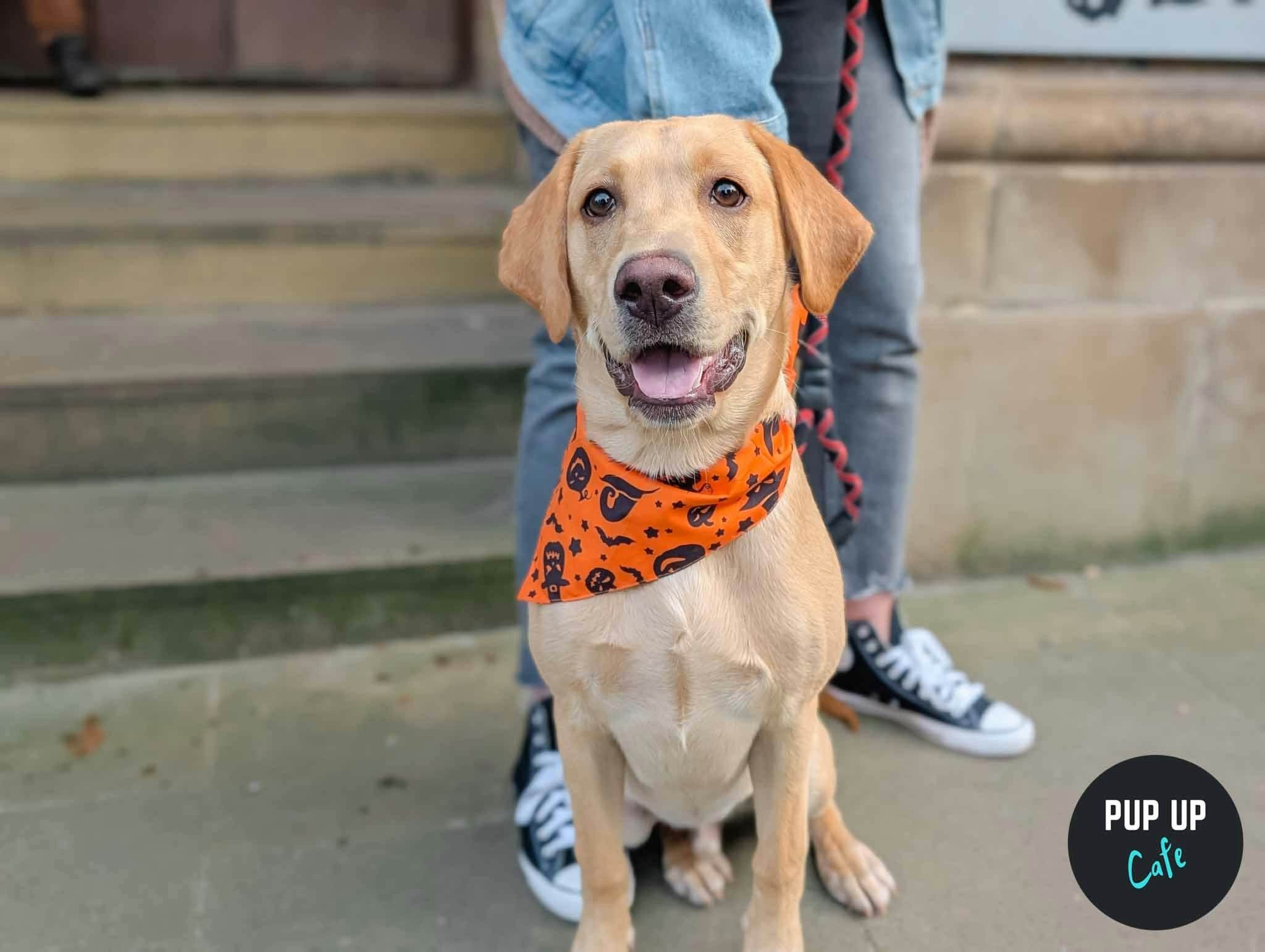 Halloween Retrievers & Labs Pup Up Cafe – Bournemouth🎃