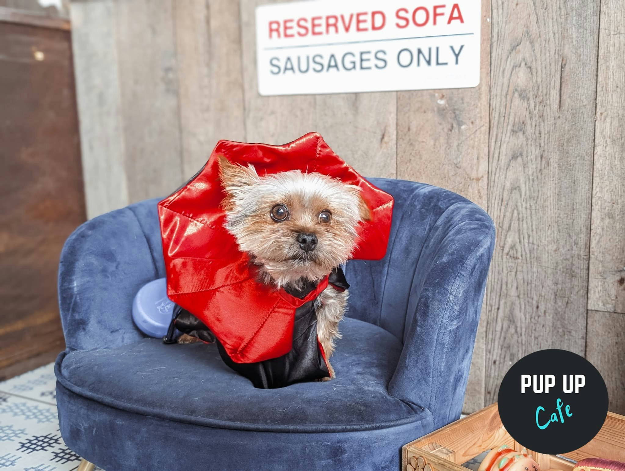 Halloween Pint Sized Pooches Pup Up Cafe – Birmingham 🎃