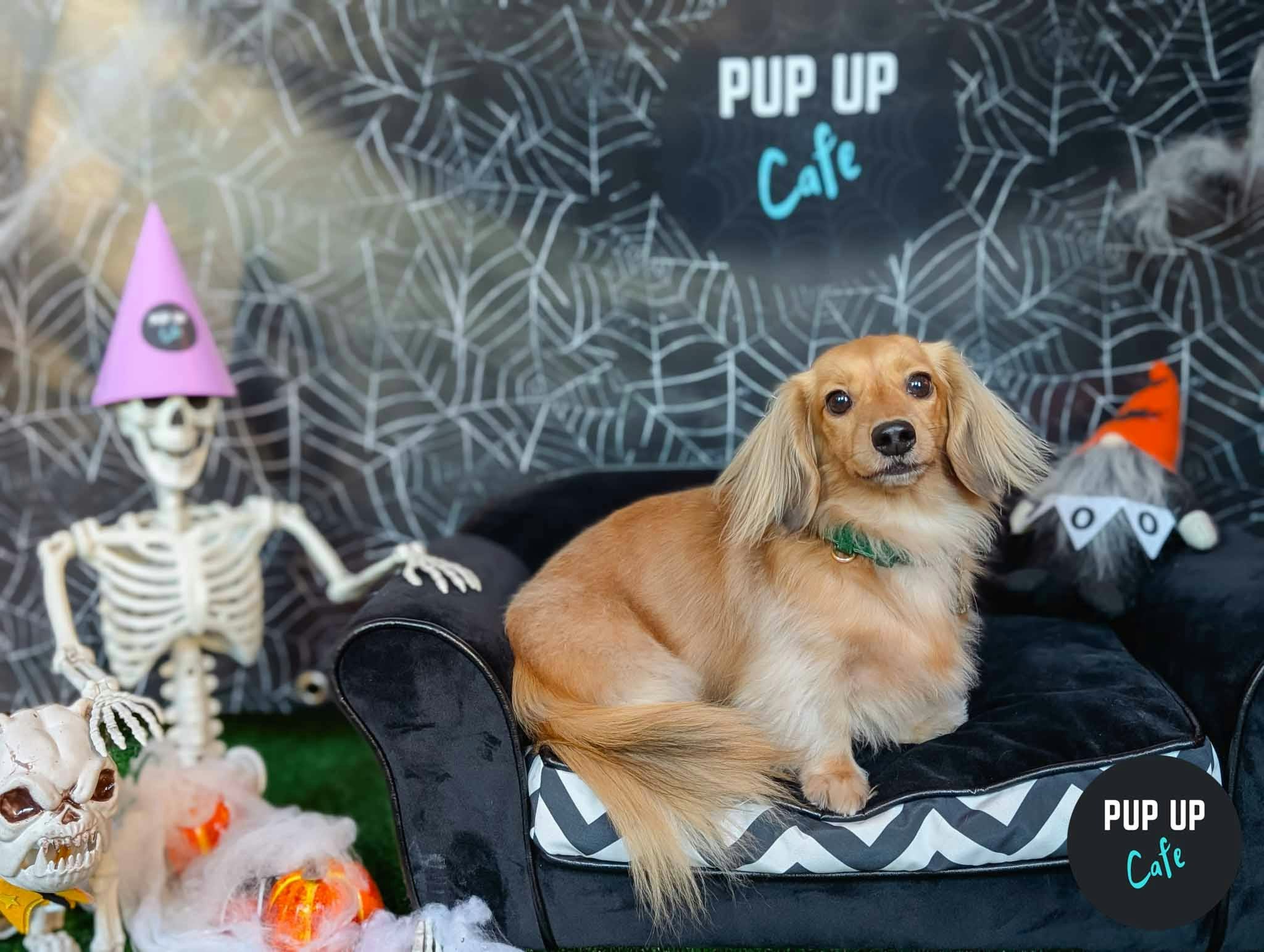 Hallo-ween Dachshund Pup Up Cafe – Glasgow🎃