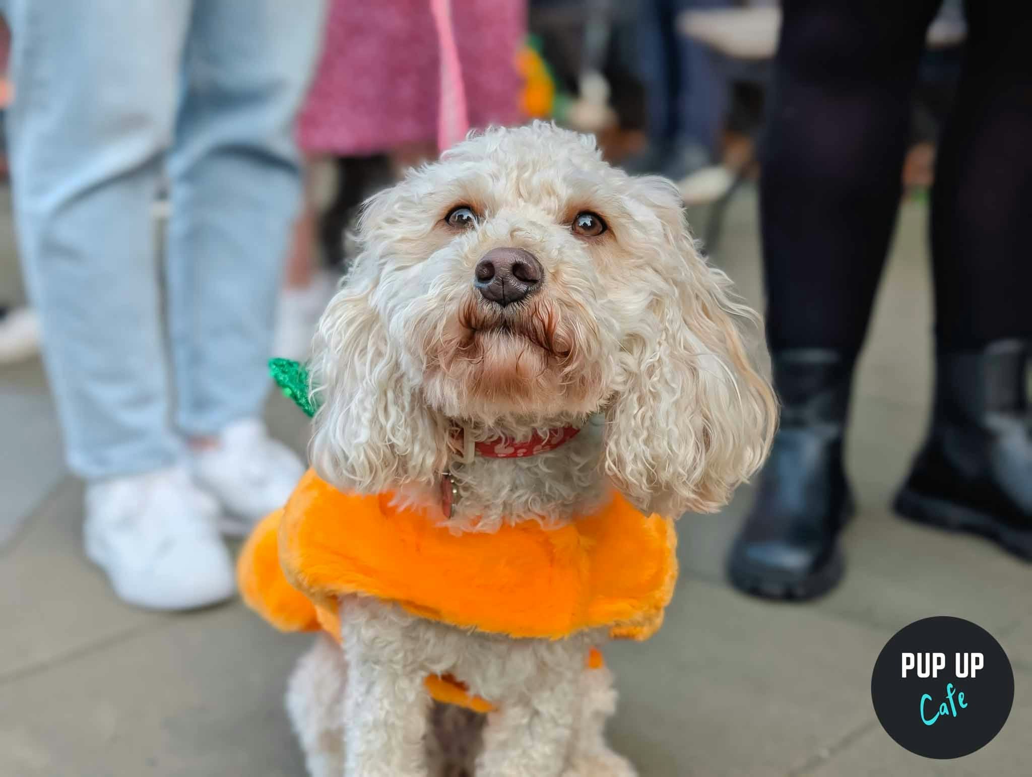 Halloween Doodle/Poodle Pup Up Cafe – Glasgow 🎃