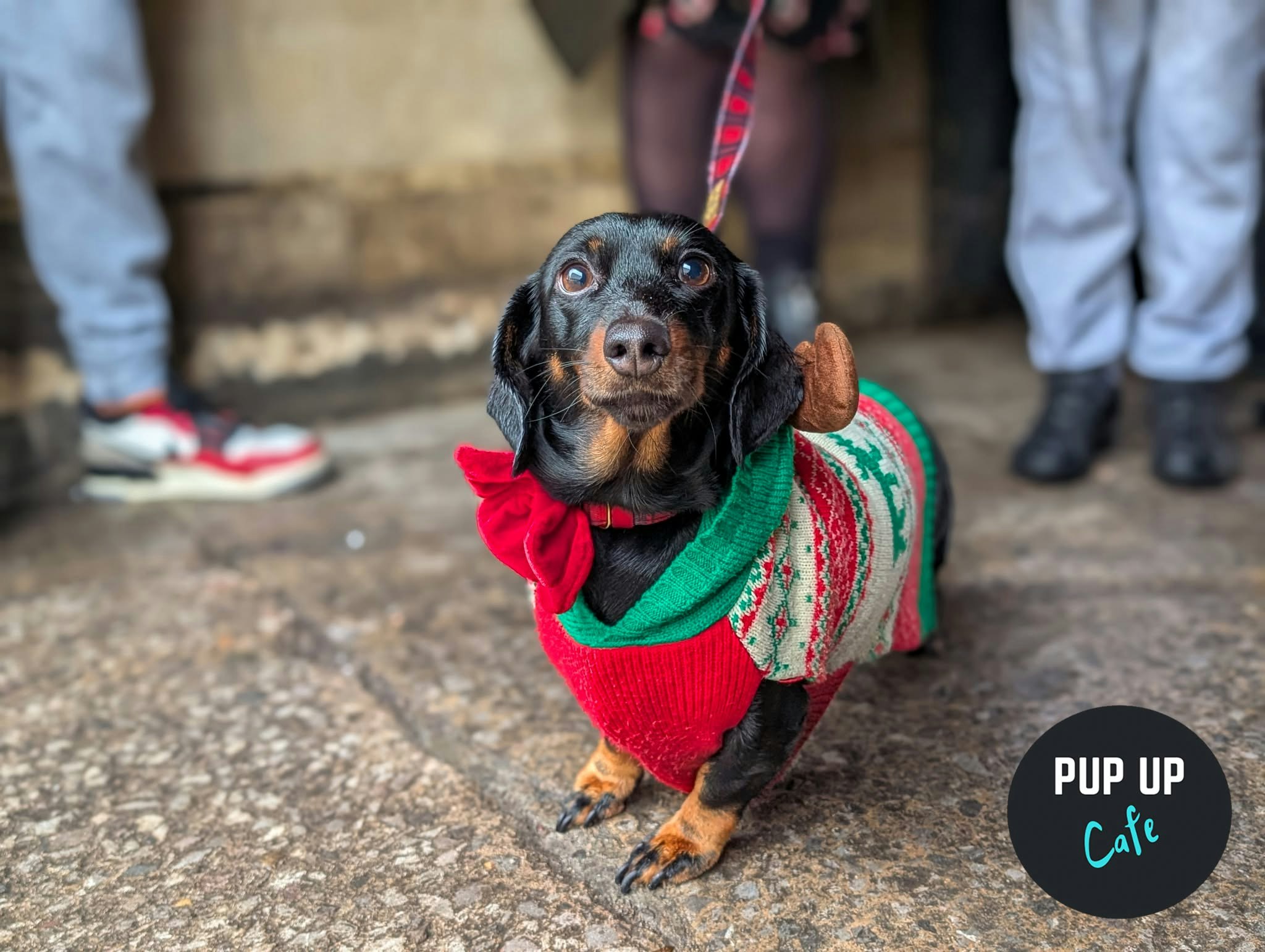 Liverpool – Dashing Dachshund Christmas Tour 🎄