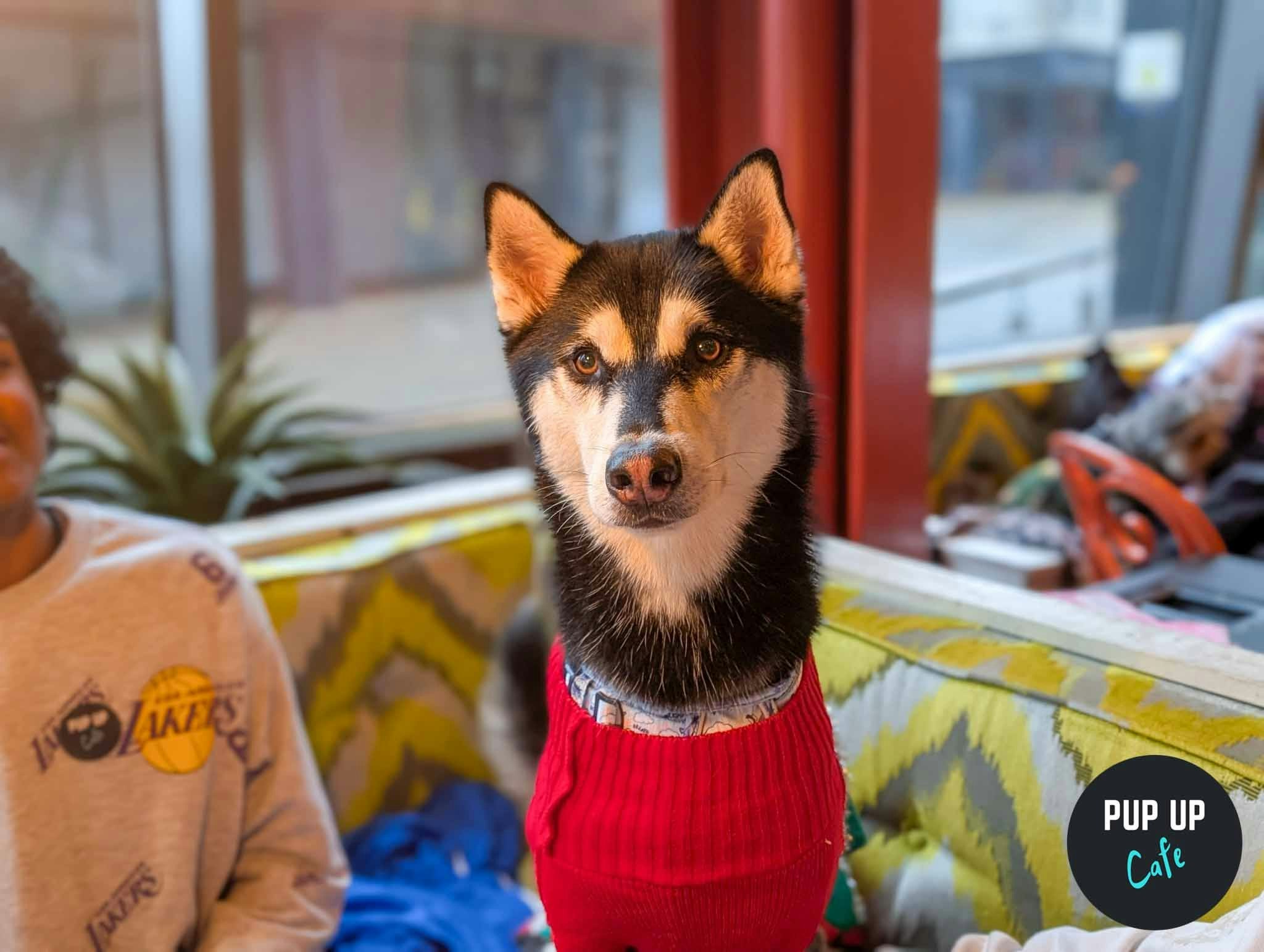 Liverpool – King Sized Canines Christmas Tour🎄
