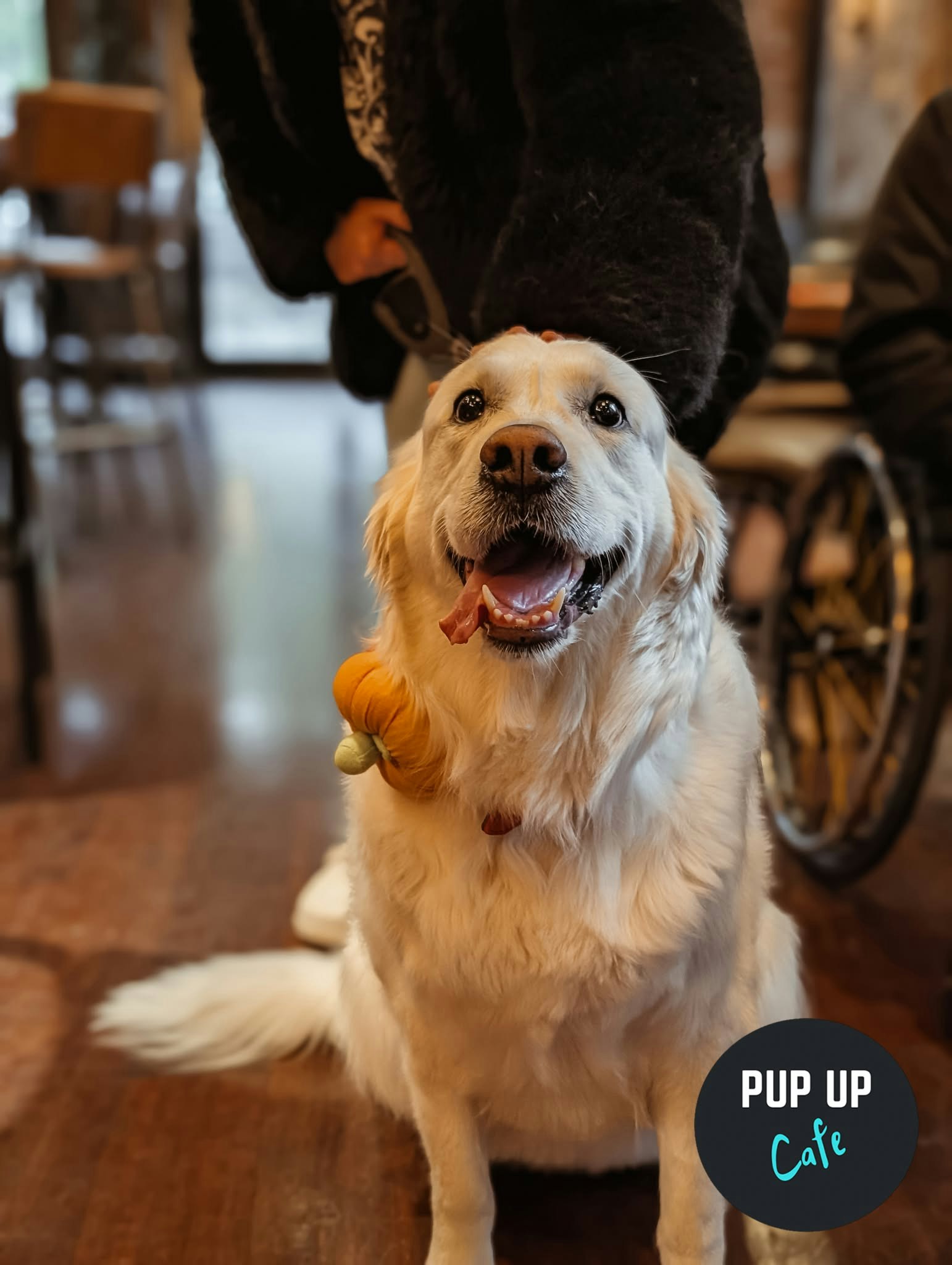 Halloween Retrievers & Labs Pup Up Cafe – Glasgow 🎃