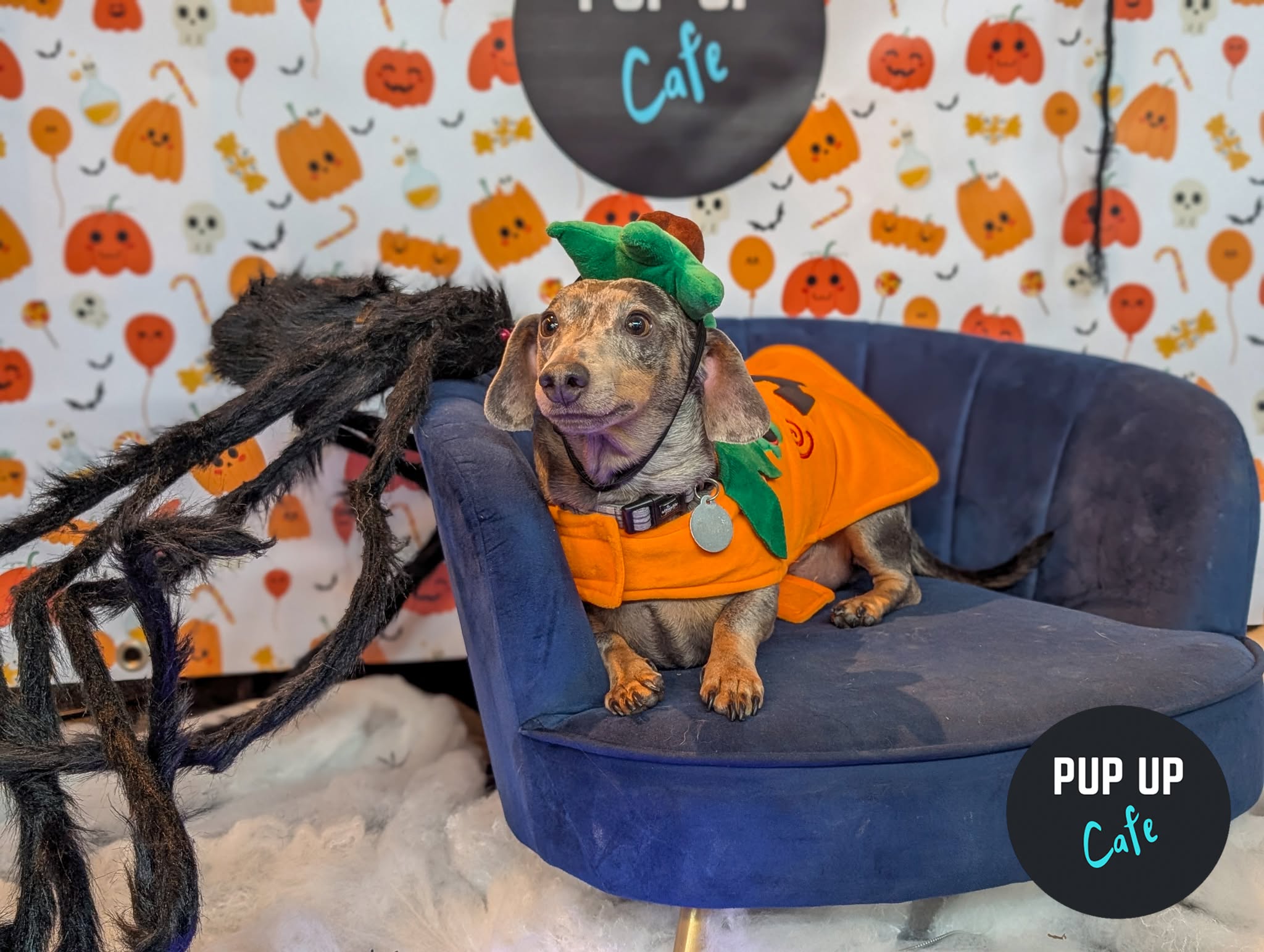 Hallo-ween Dachshund Pup Up Cafe – Cardiff🎃