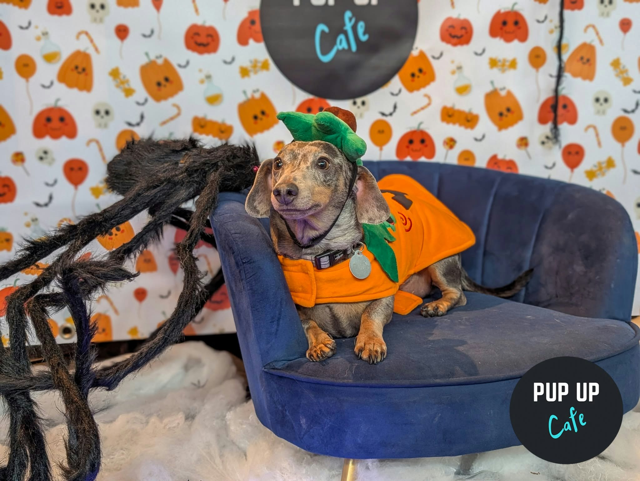 Hallo-ween Dachshund Pup Up Cafe – Cardiff🎃