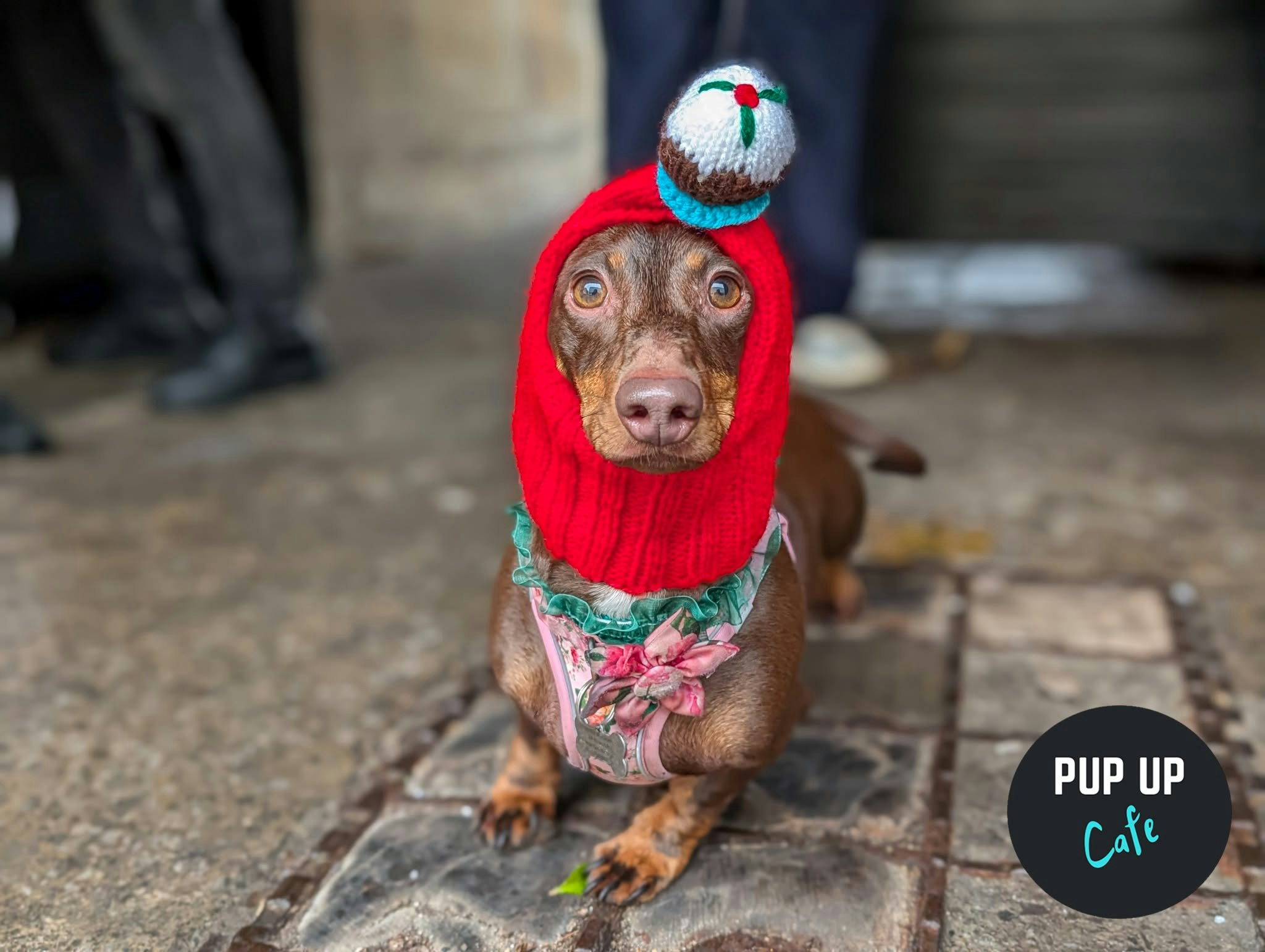Bournemouth – Dashing Dachshund Christmas Tour 🎄