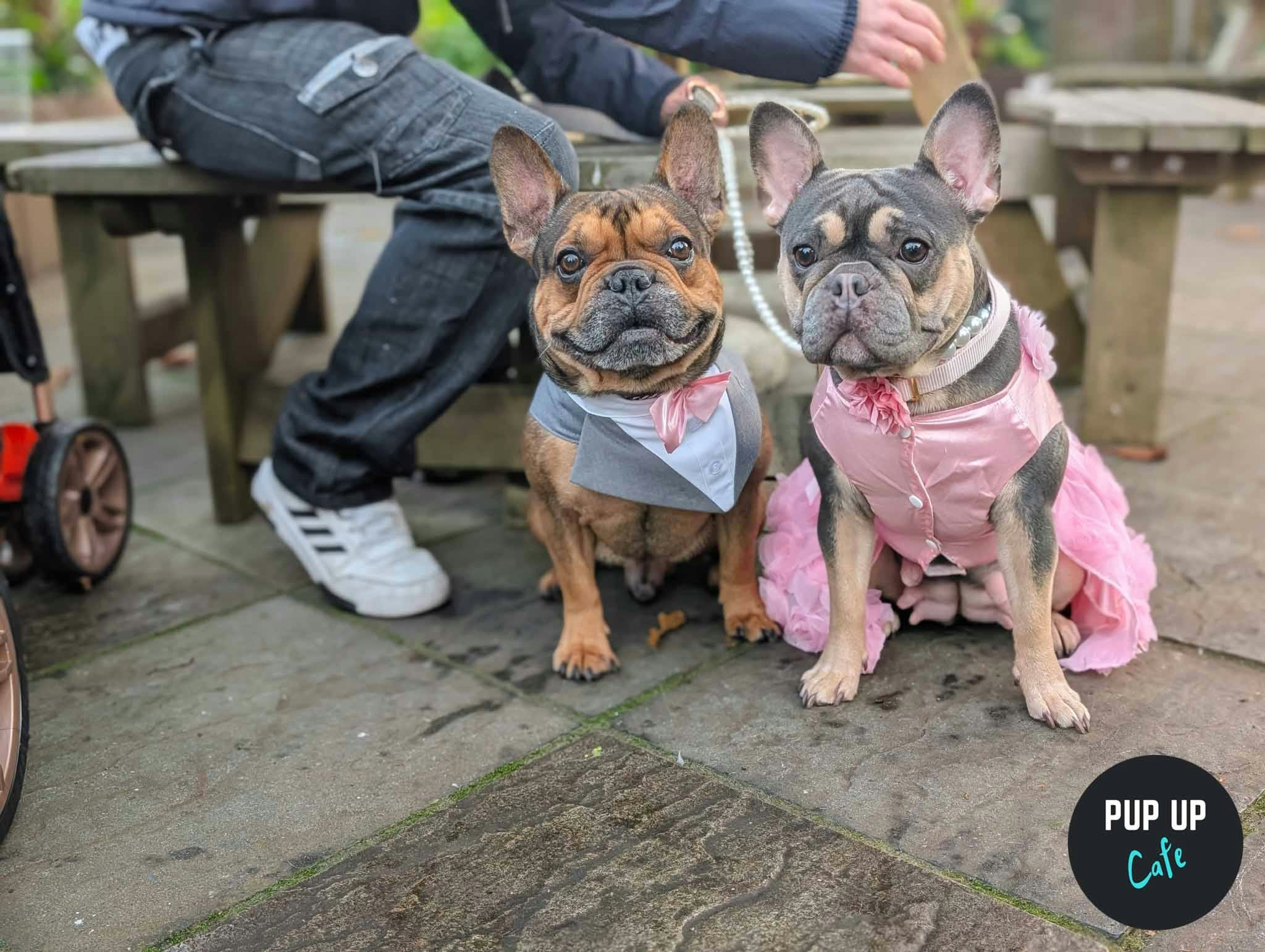 Bournemouth – Pint Sized Pooches Christmas Tour 🎄